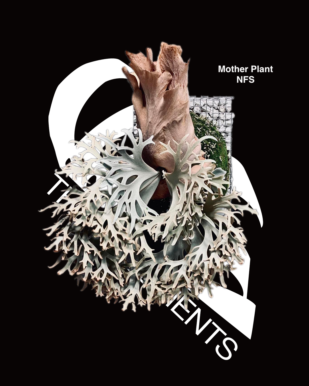 Platycerium Willinckii Aysun 月神 Sporeling - thebasements.com Platycerium Willinckii Aysun 月神 Sporeling - thebasements.com