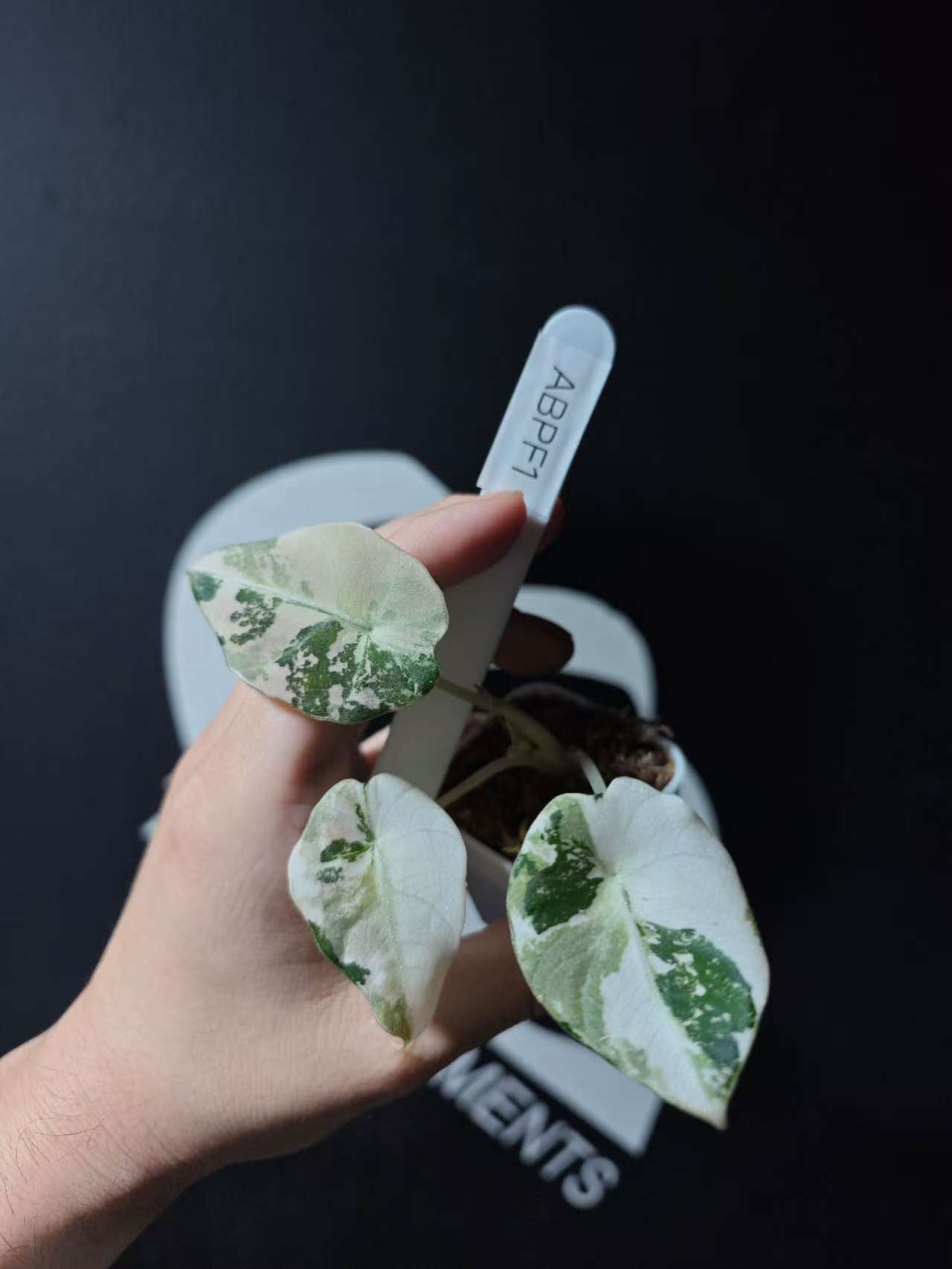 Alocasia Black Velvet Ablo Pink Variegation - thebasements.us