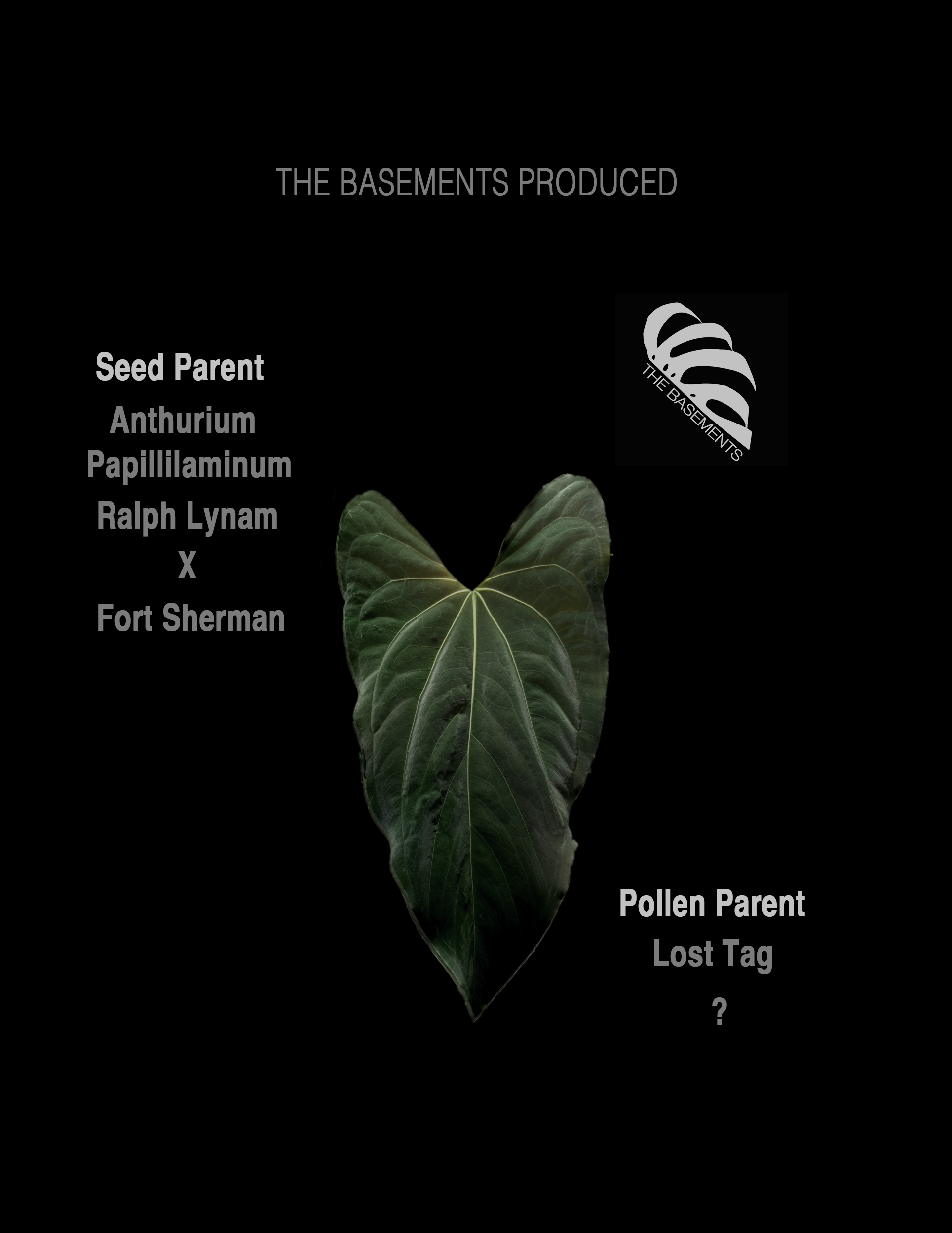 anthurium scandens pumila Anthurium Papilliaminum RL FS X Seedings