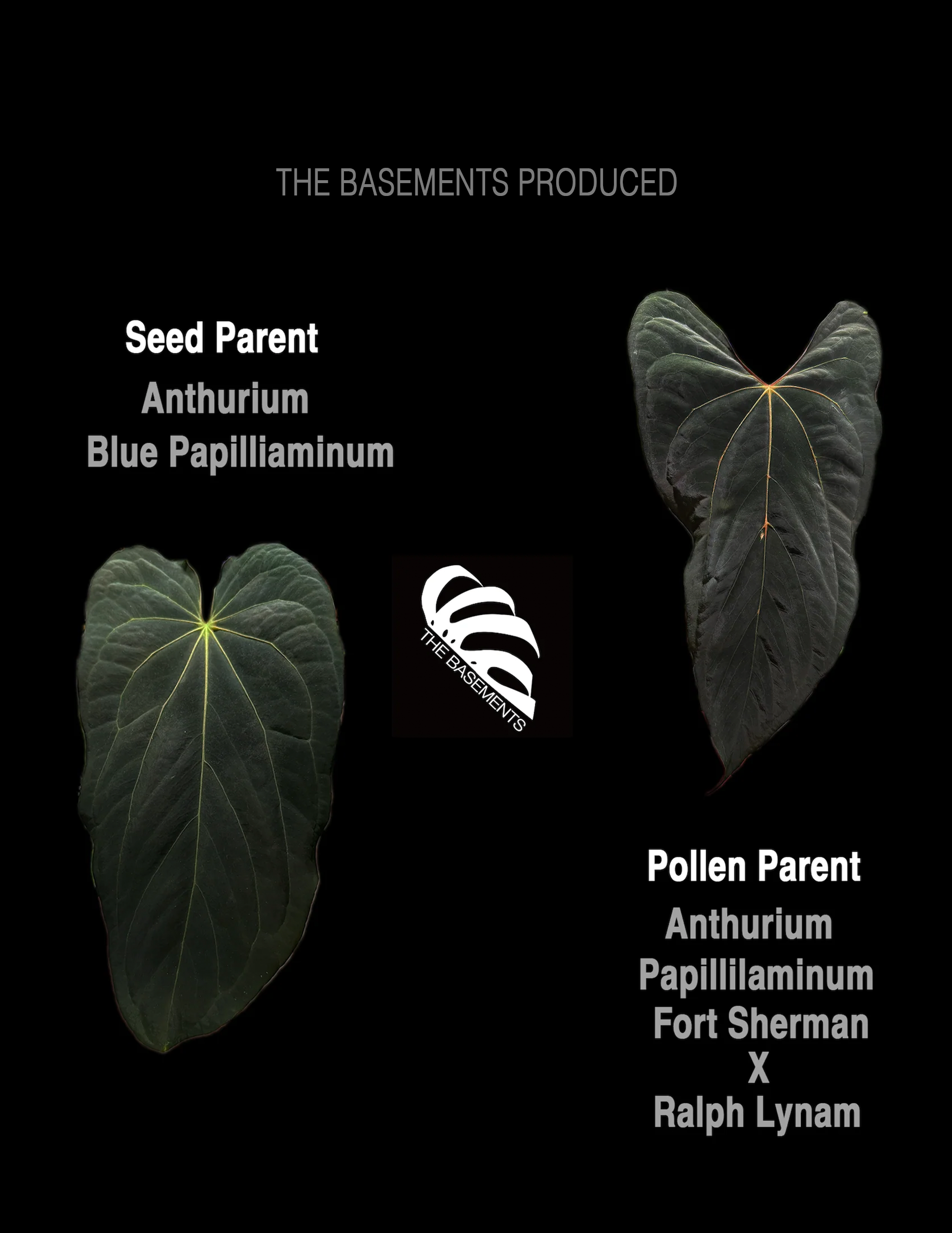 anthurium blue papillilaminum Anthurium Blue Papilliaminum OG x Papilliaminum FSRL Seedings