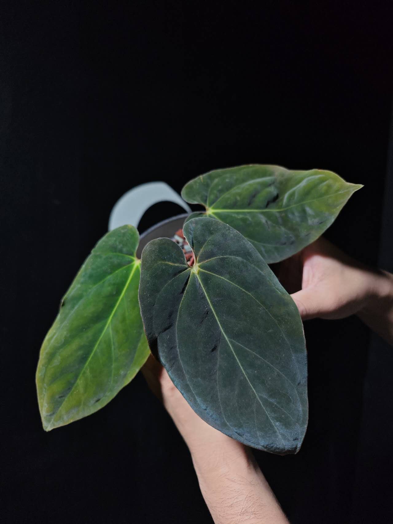 anthurium bvep Anthurium BVEP Antolakii