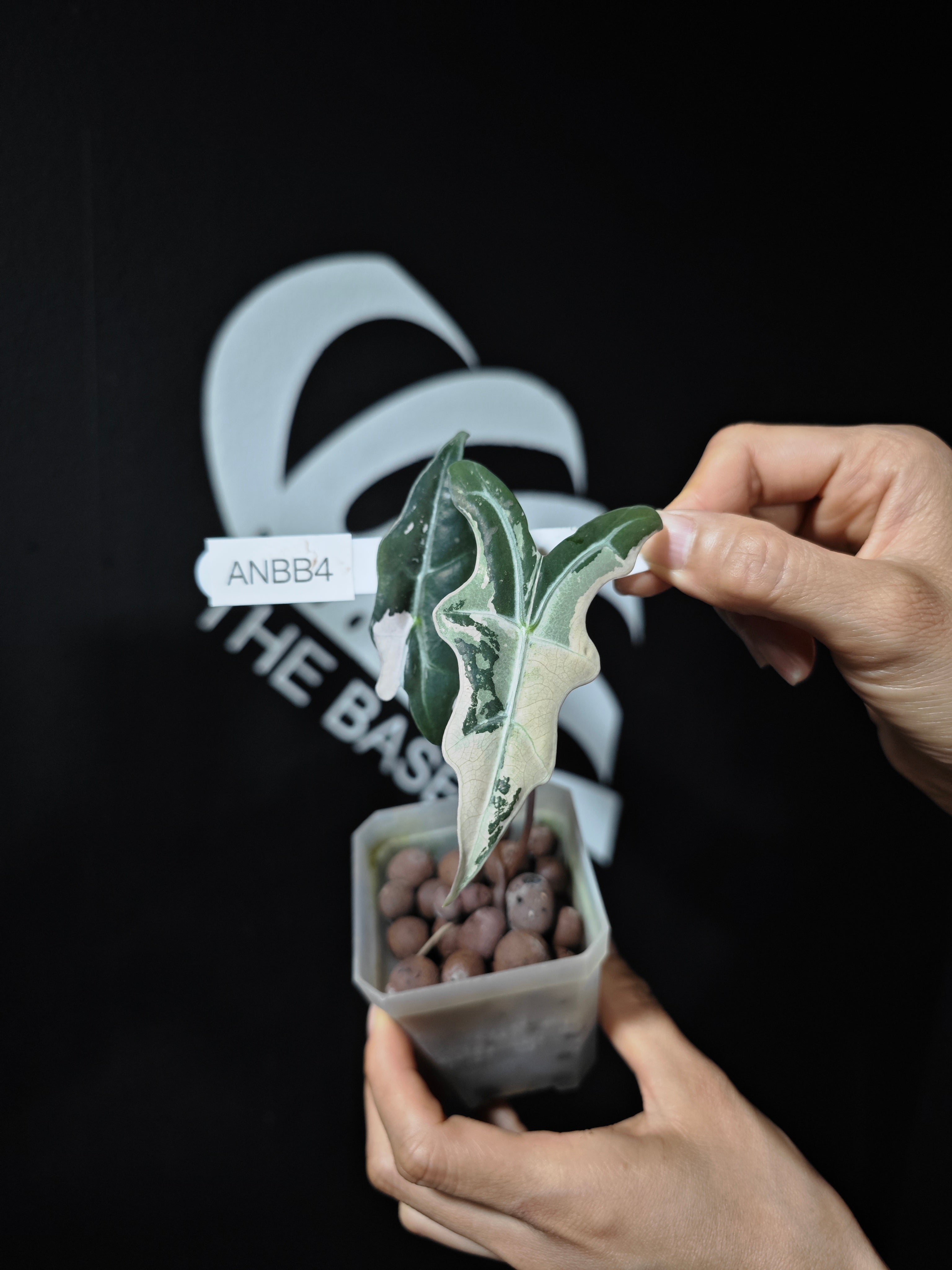 アロカシア ノビリス ピンク“K” ② frome Mason アロカシア ノビリス