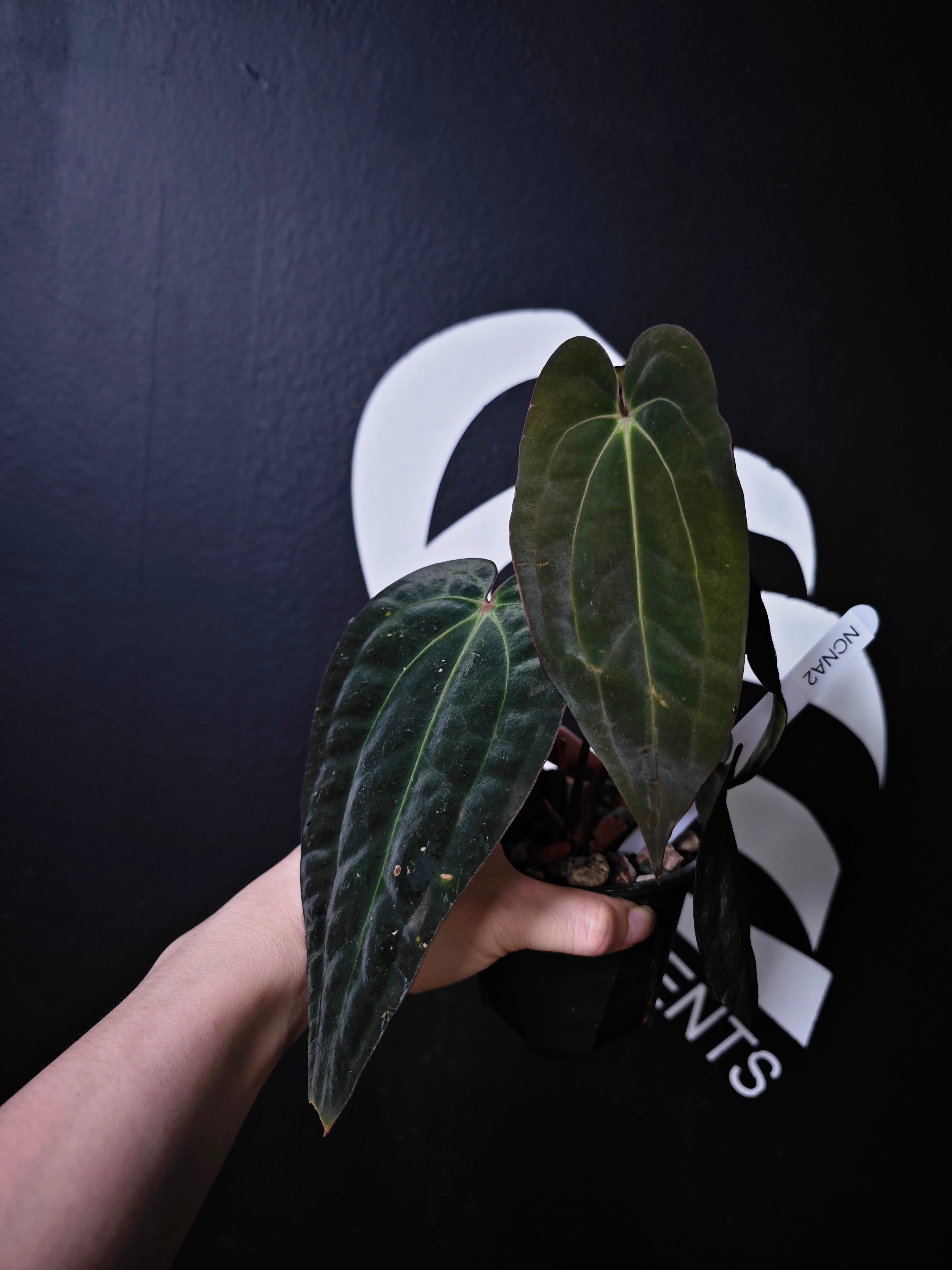 Anthurium Carlablackiae x Night Dragon - thebasements.com