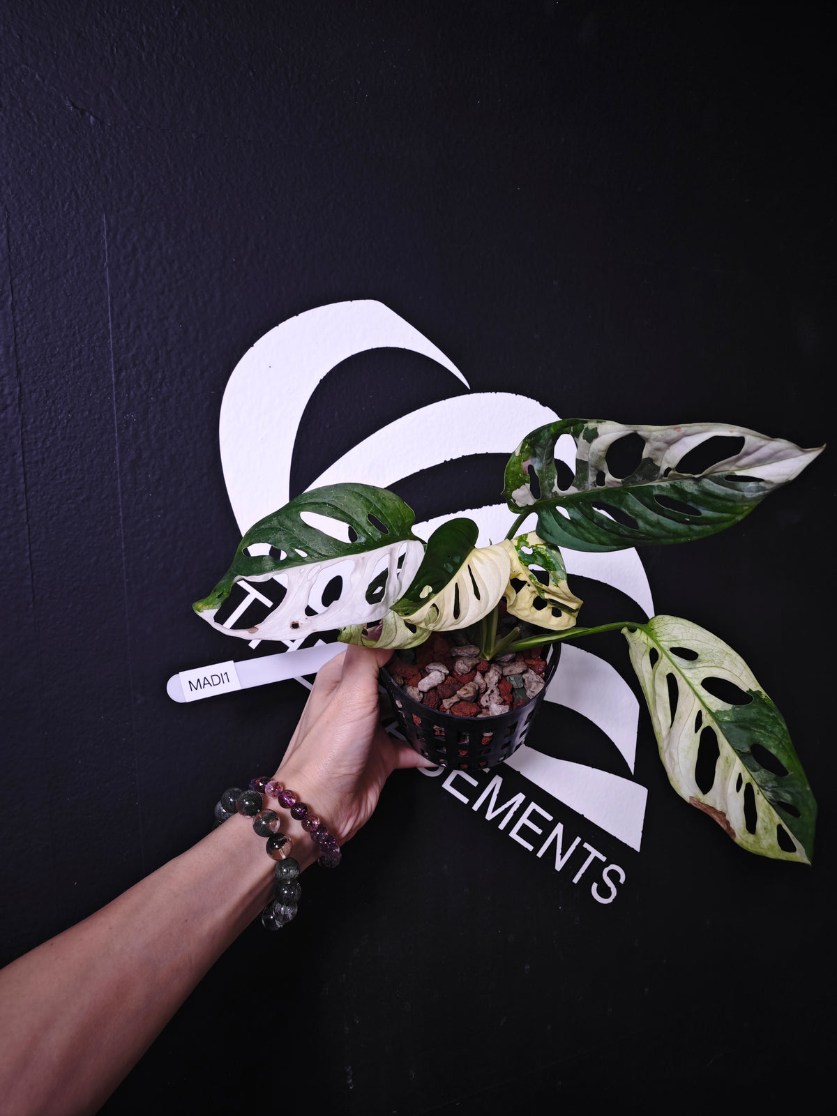 Monstera Adansonii Albo - thebasements.us