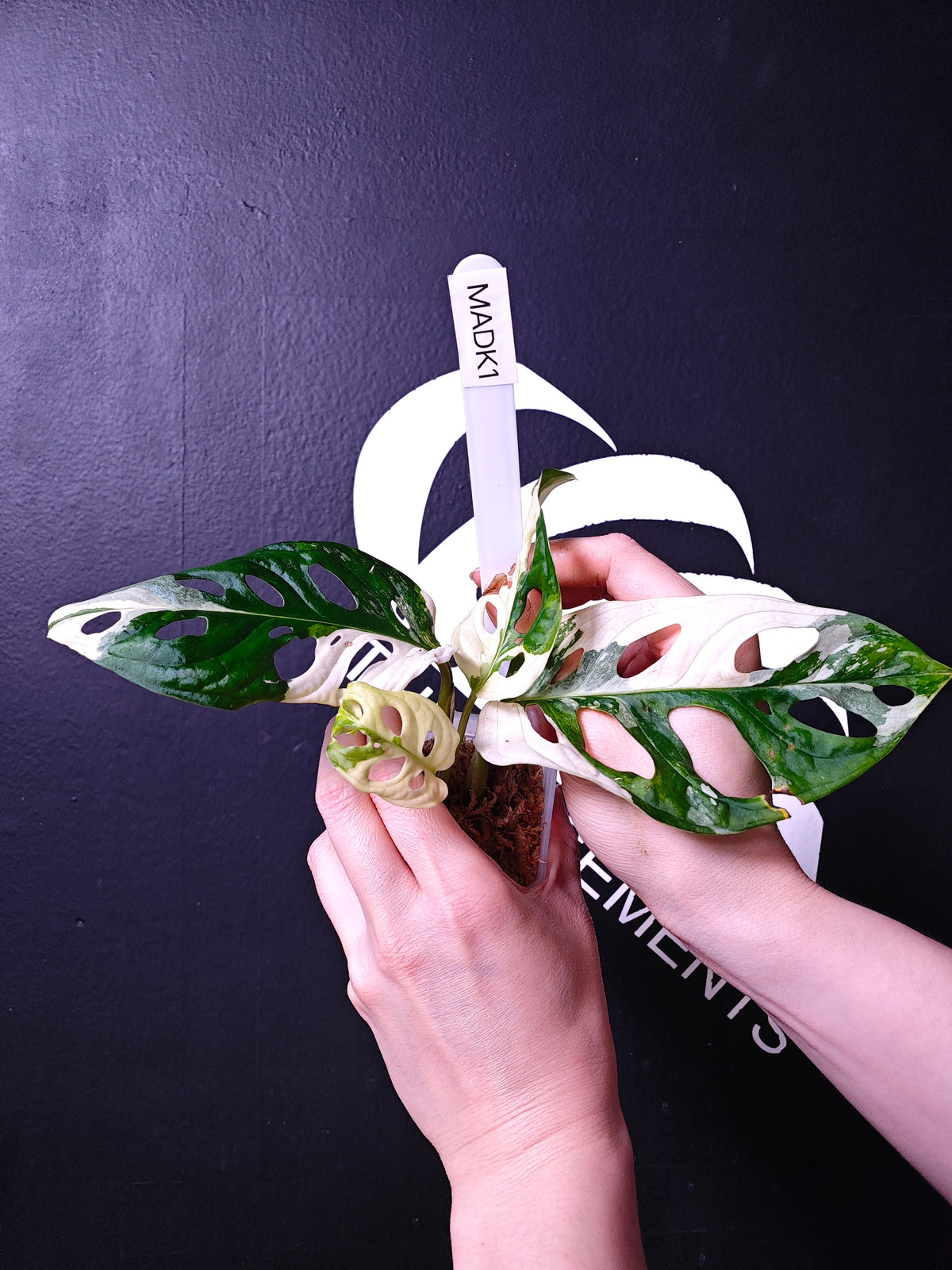 Monstera Adansonii Albo - thebasements.us