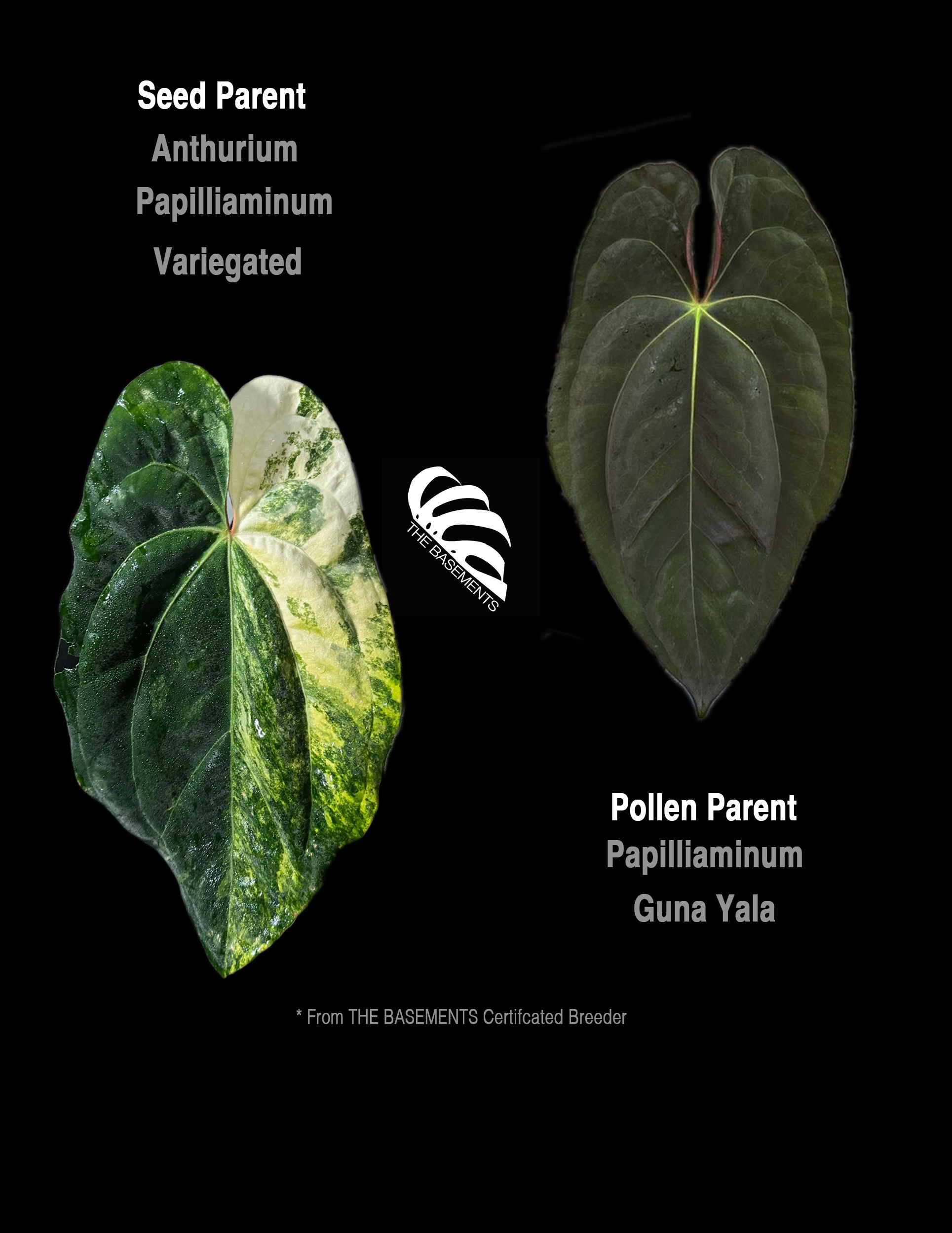 papi anthurium Anthurium Papilliaminum Variegated X Papilliaminum Guna Yala Seeding