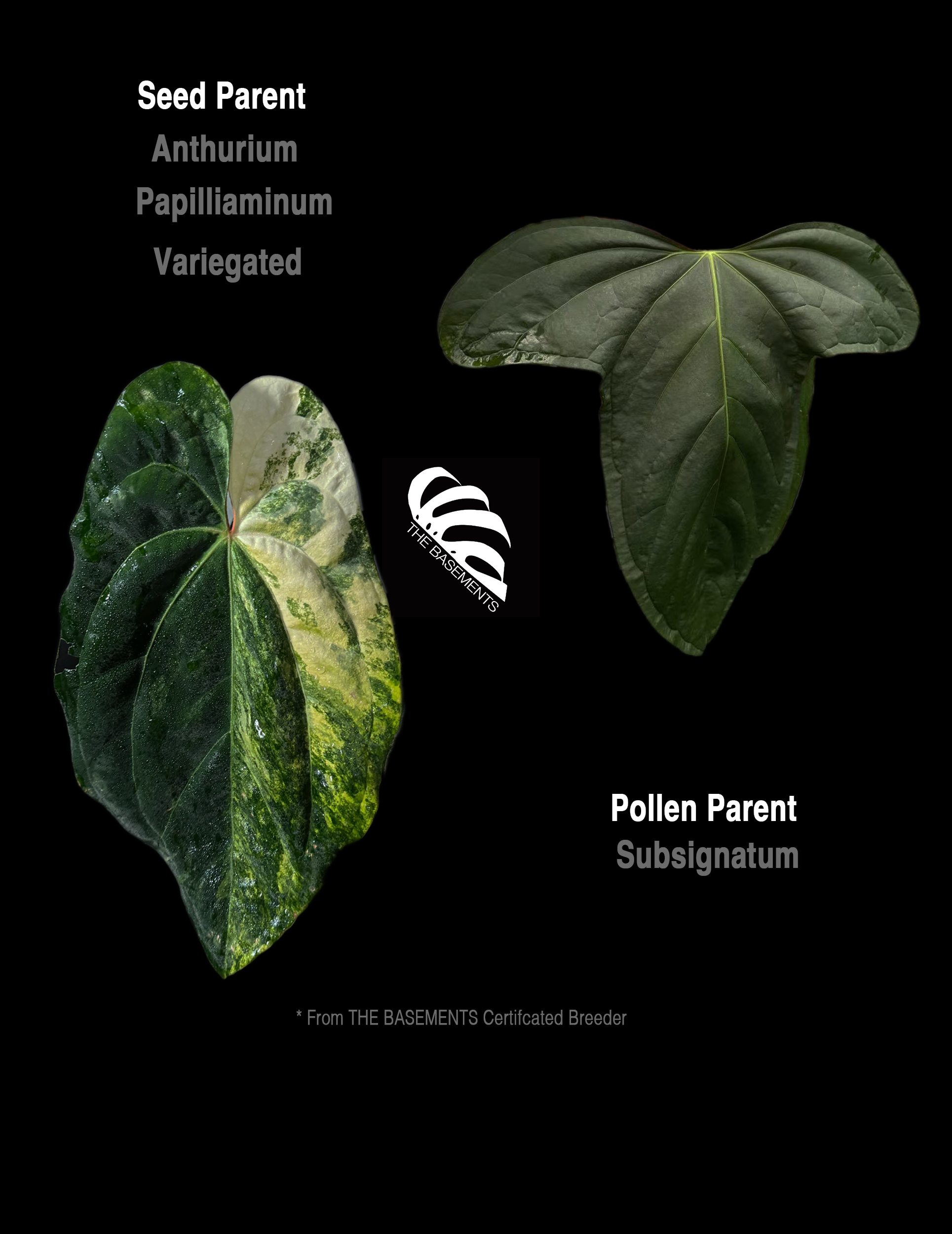 Anthurium Papilliaminum Variegated X Subsignatum Seeding Anthurium Papilliaminum Variegated X Subsignatum Seeding