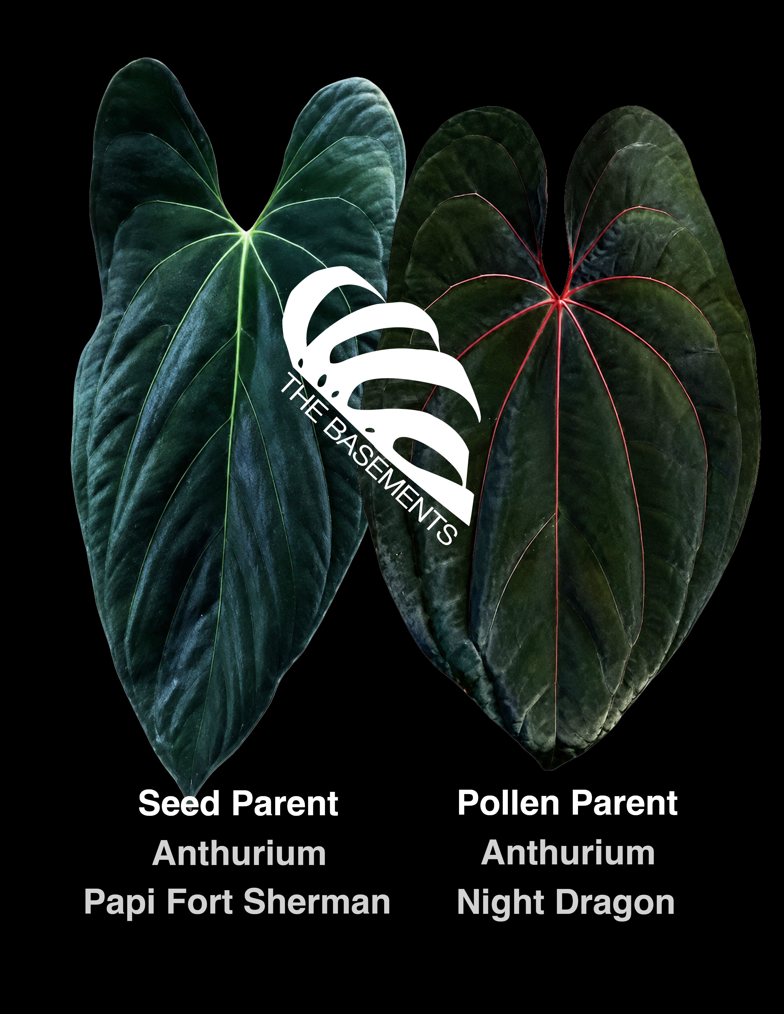 anthurium papillilaminum fort sherman Anthurium Papi Fort Sherman x Night Dragon
