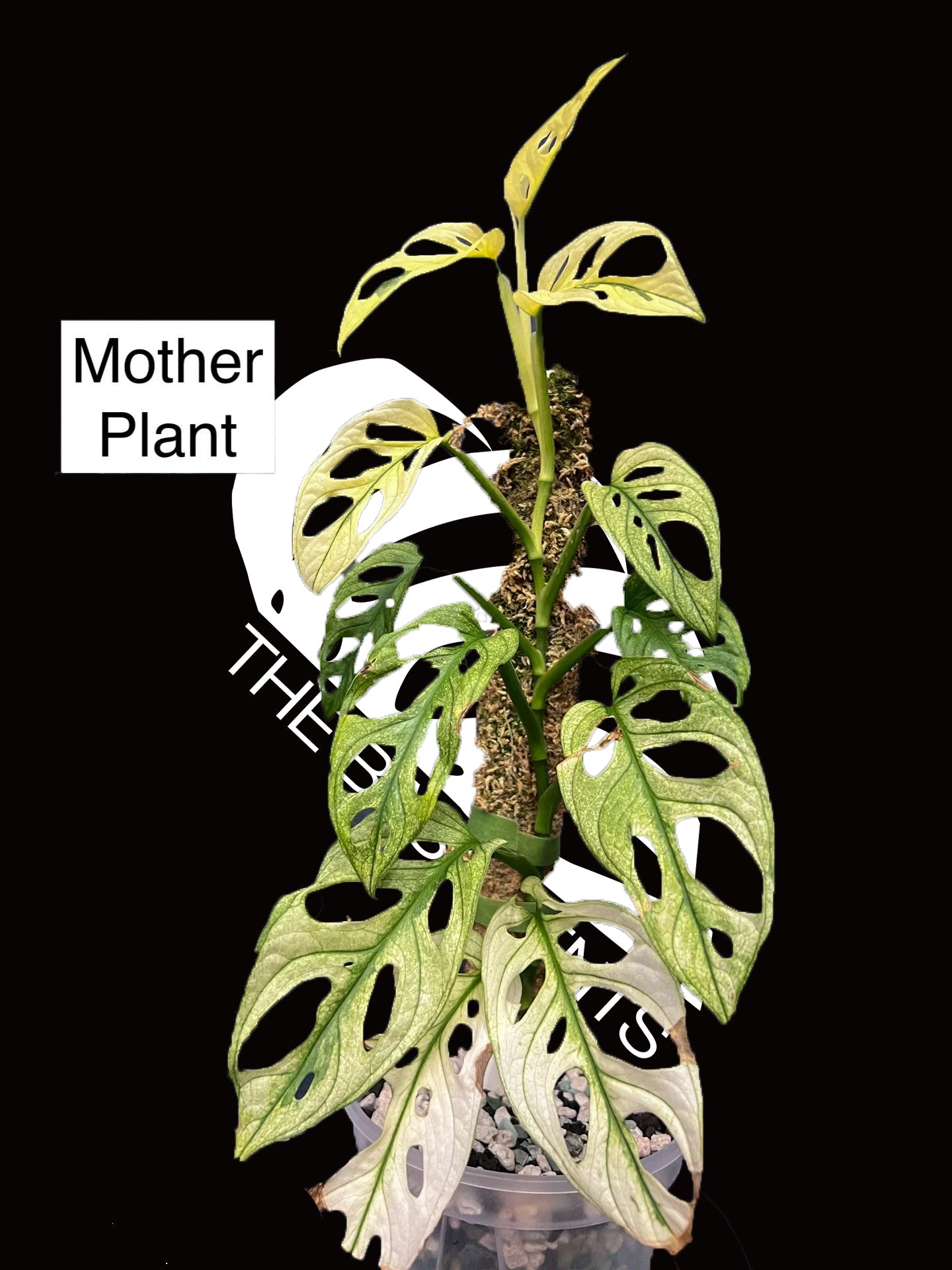 monstera adansonii variegata archipelago Monstera Adansonii Archipelago