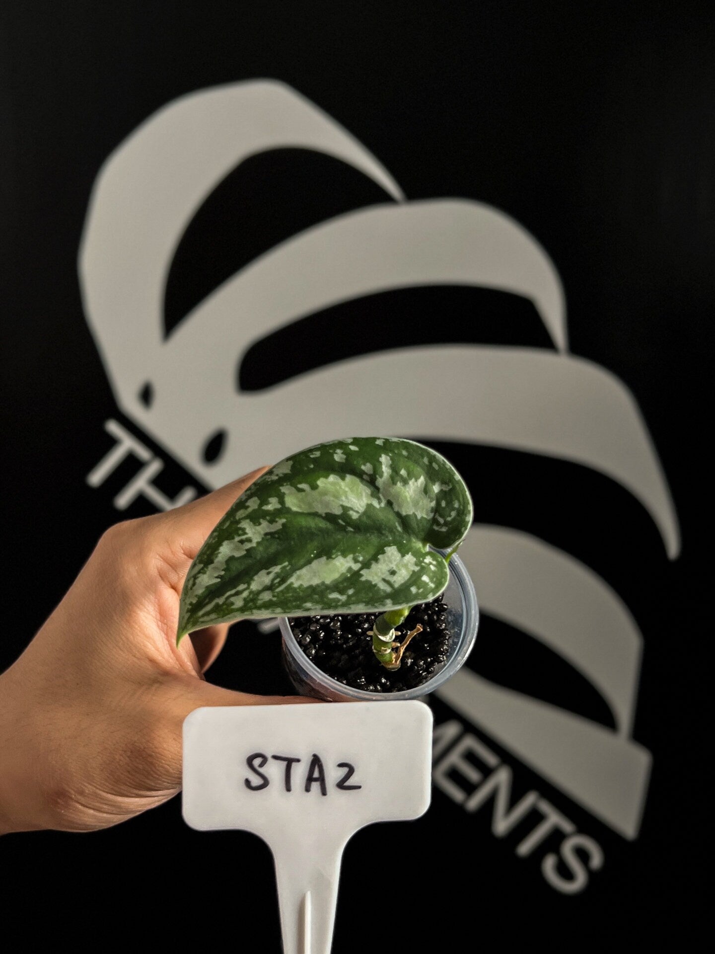 Scindapsus Tricolor - thebasements.us