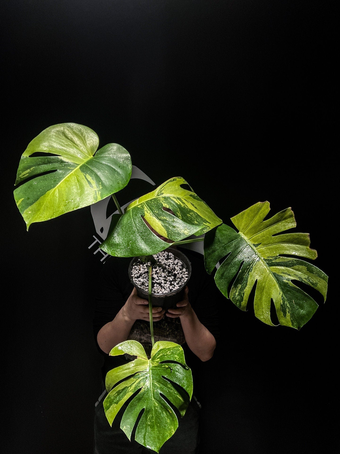 monstera deliciosa mint price Monstera Deliciosa Matcha Mint