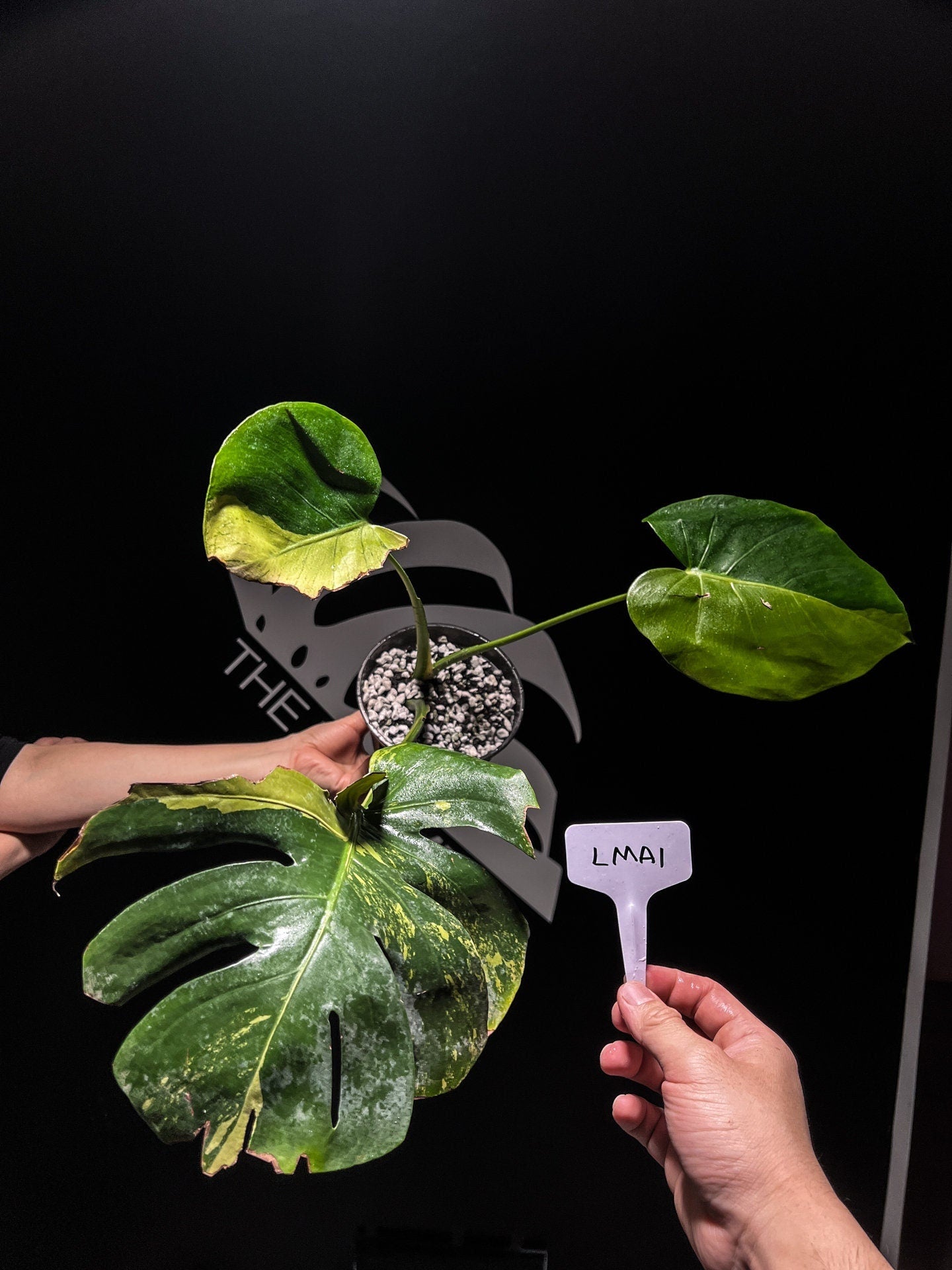 monstera lemon mint Monstera Deliciosa Lemon Mint
