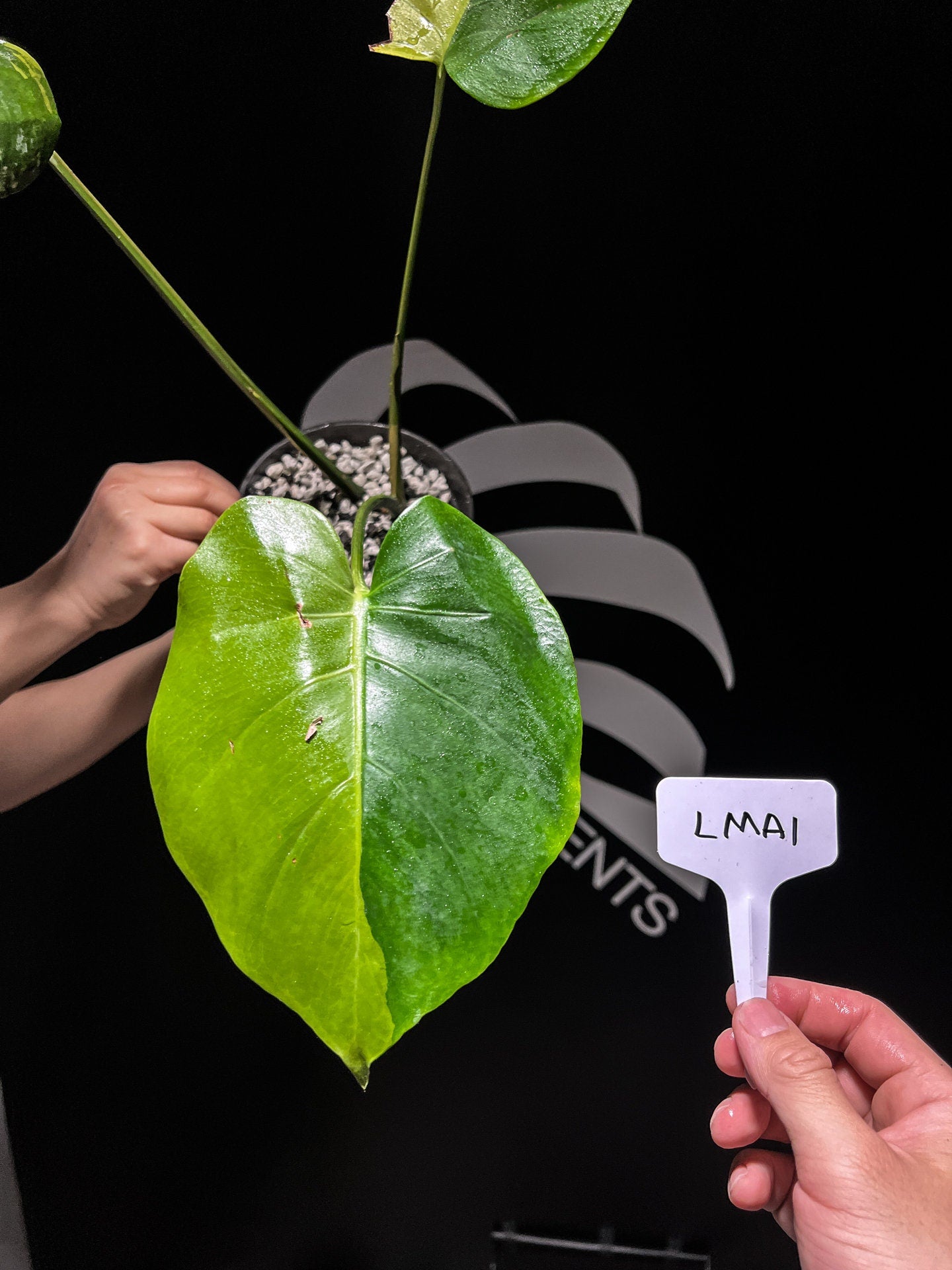 monstera lemon mint Monstera Deliciosa Lemon Mint