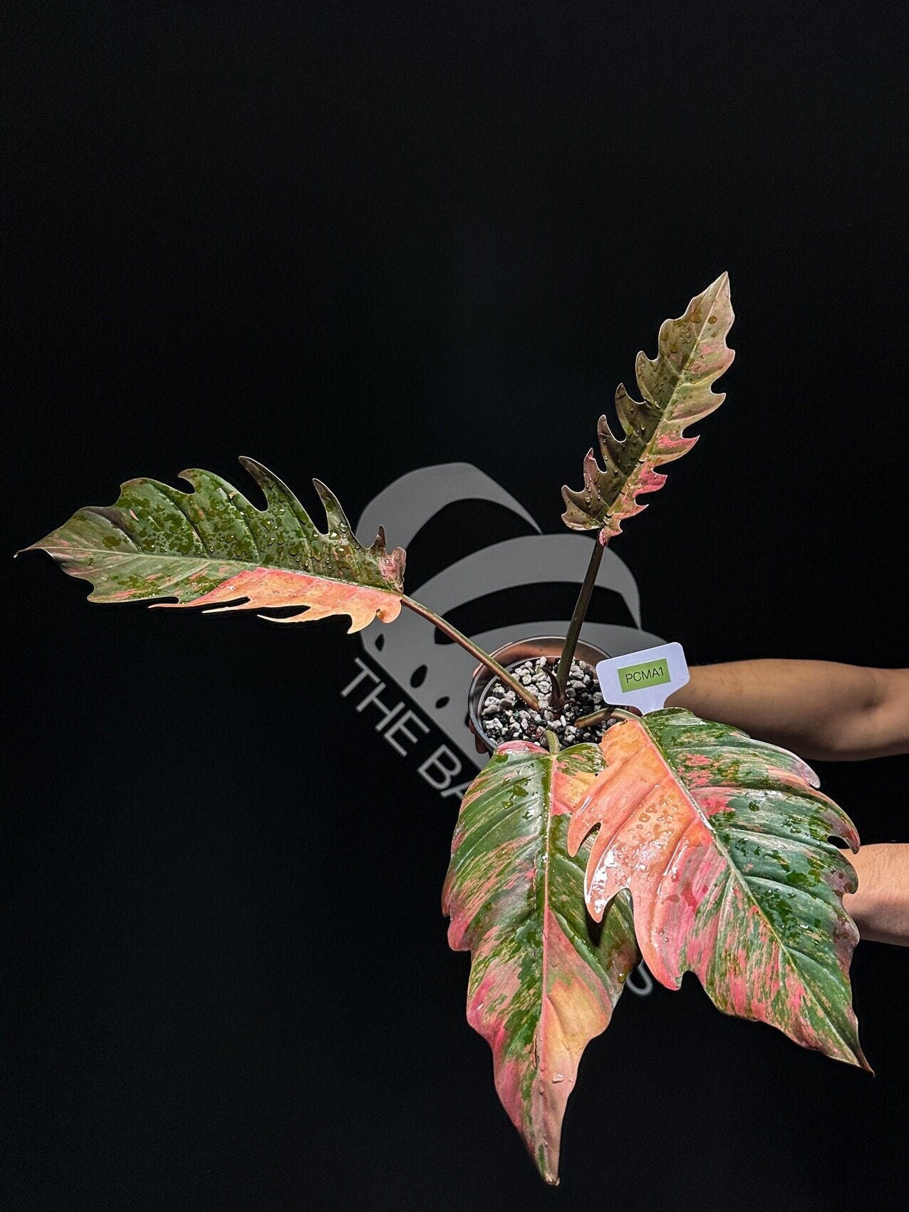 caramel marble philodendron price Philodendron Caramel Marble
