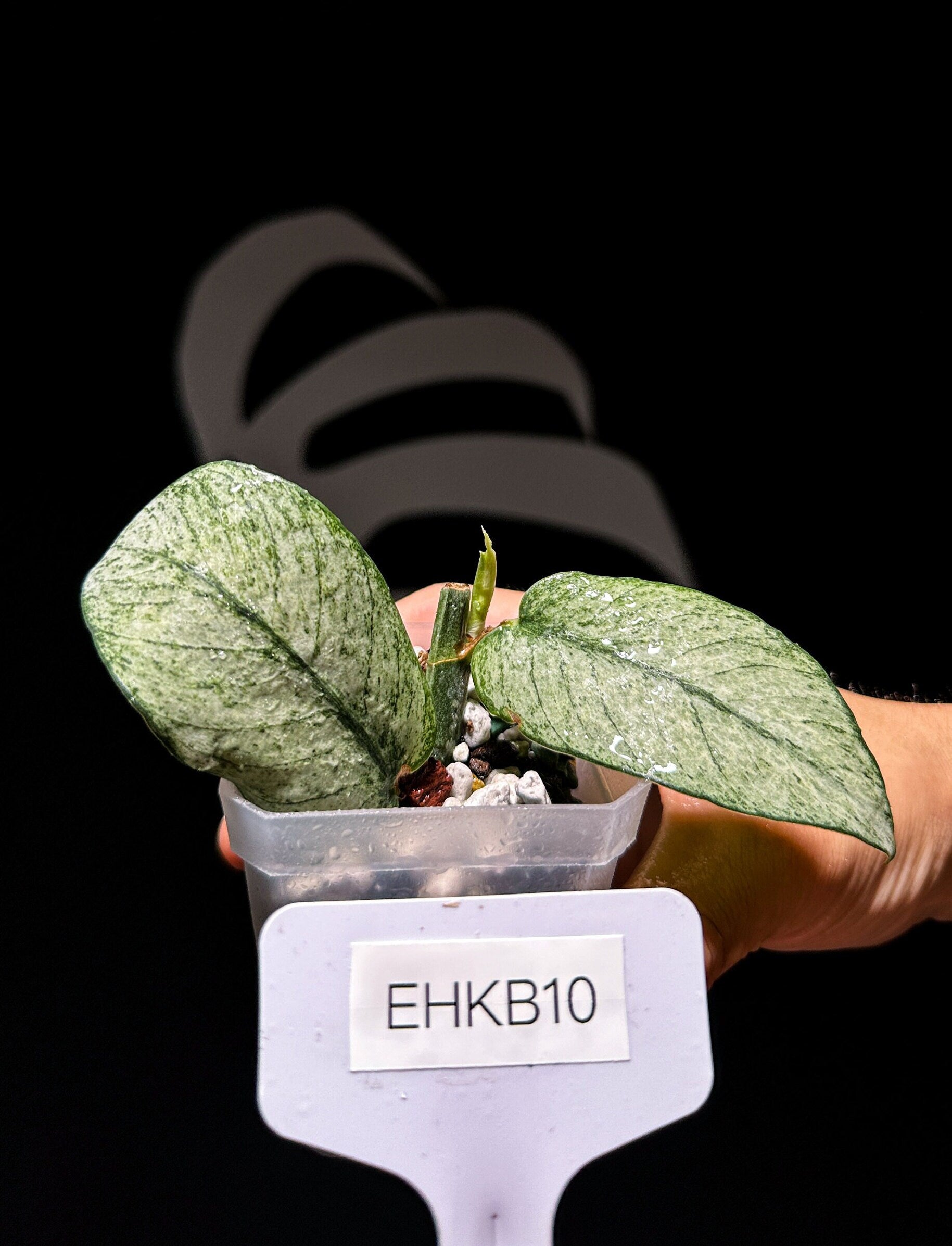 Rhaphidophora Hongkongenesis Full Mint Variegated - thebasements.us