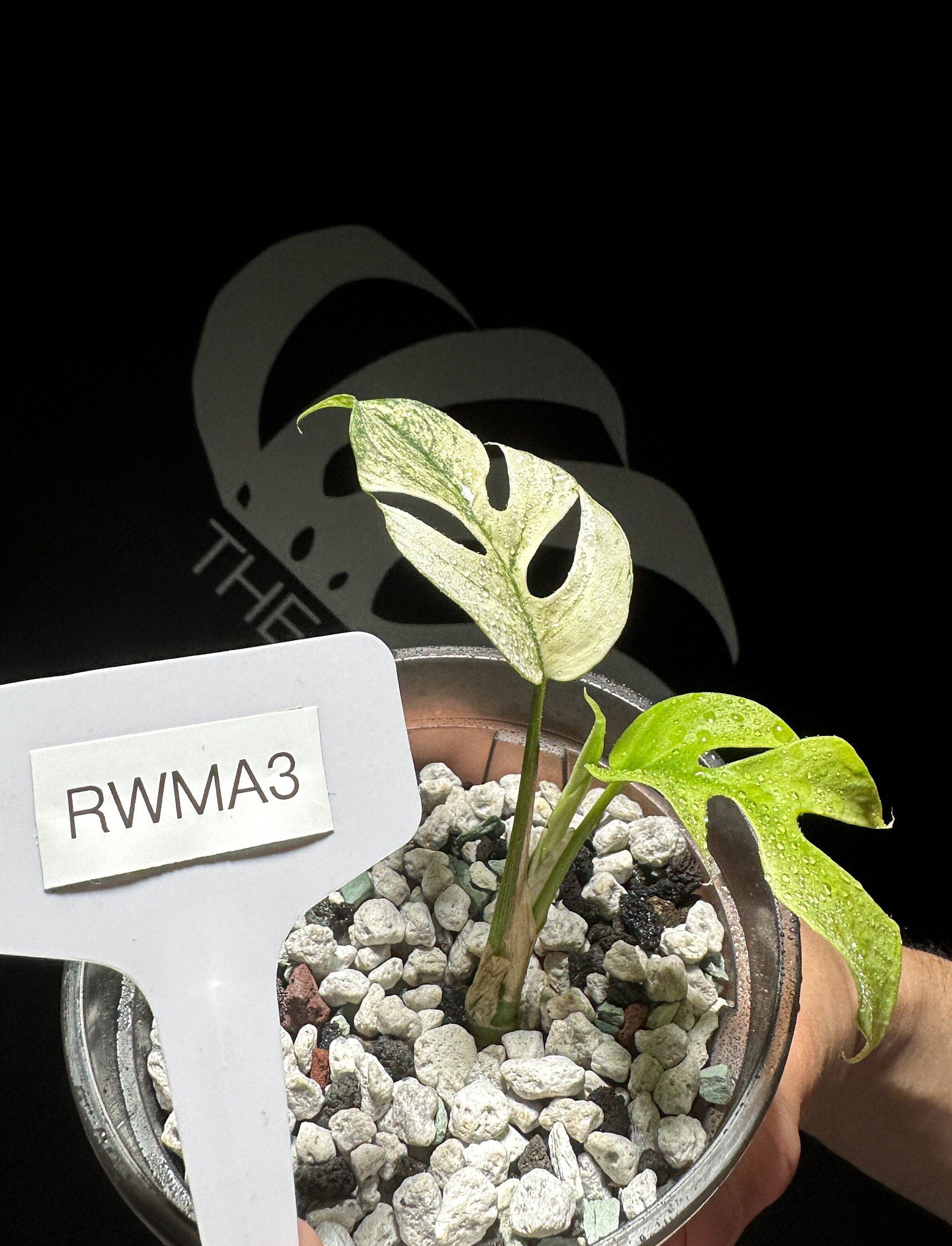 Rhaphidophora Tetrasperma White Monster - thebasements.us