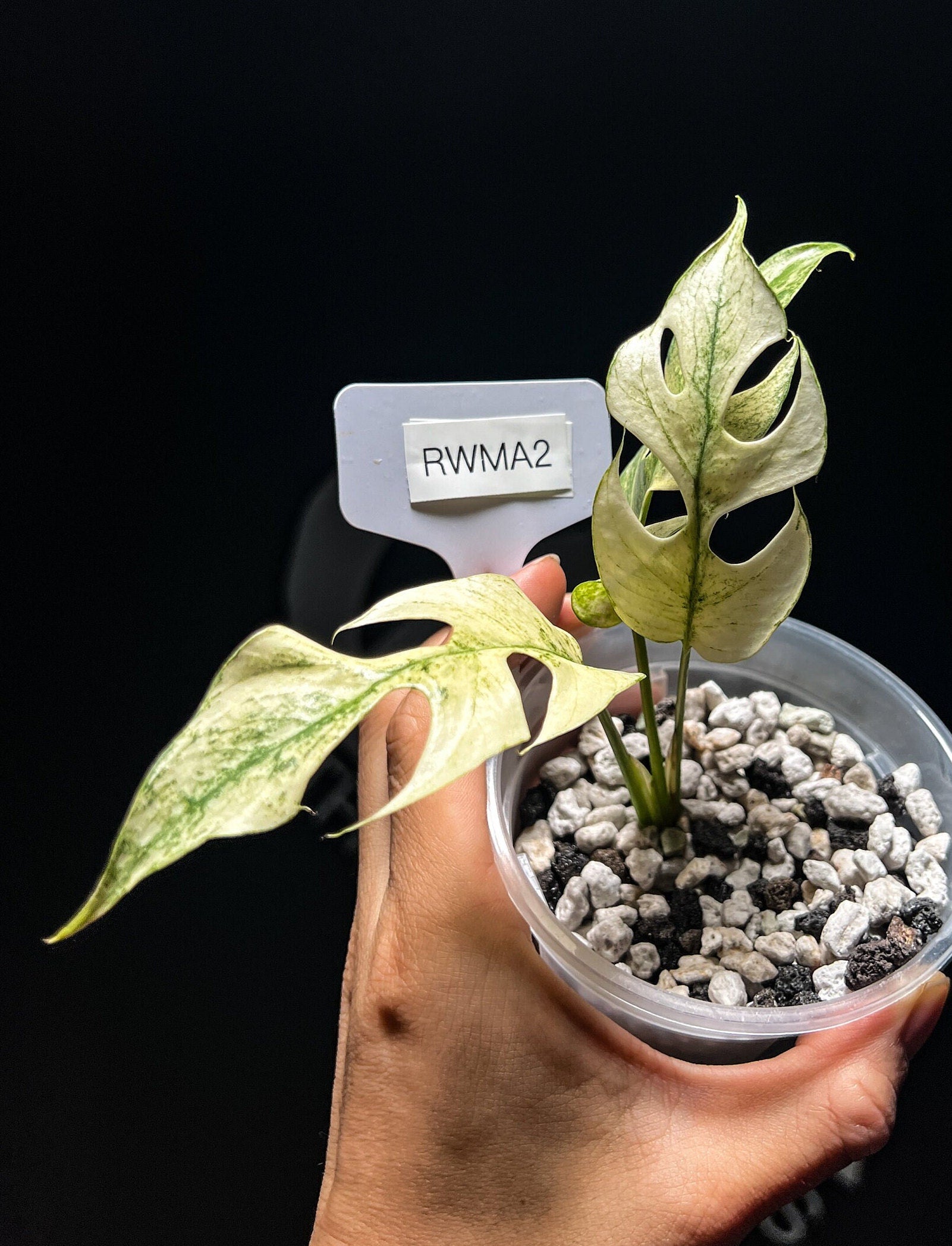 Rhaphidophora Tetrasperma White Monster - thebasements.us