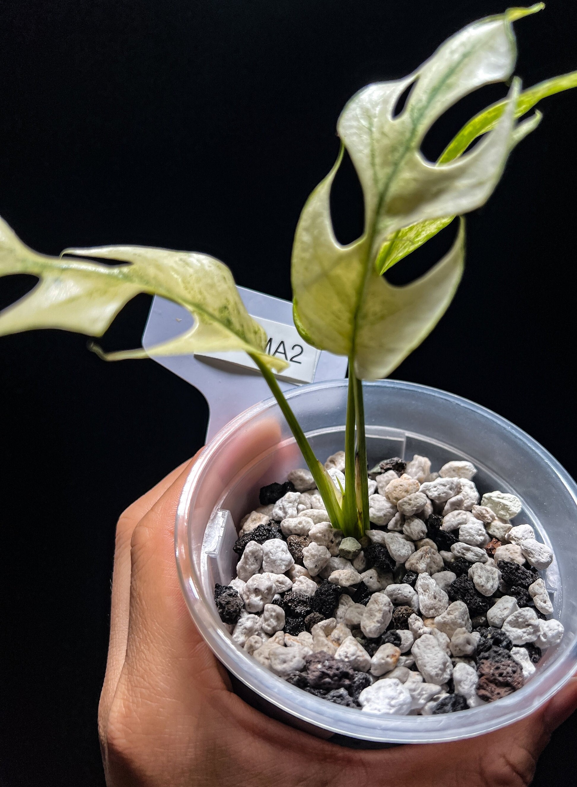 Rhaphidophora Tetrasperma White Monster - thebasements.us