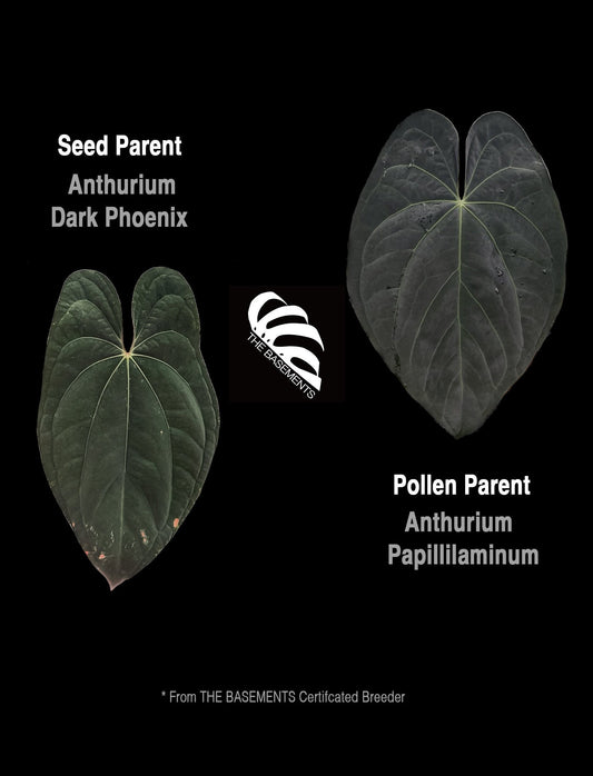 Anthurium Dark Phoenix x Papillilaminum Seedings