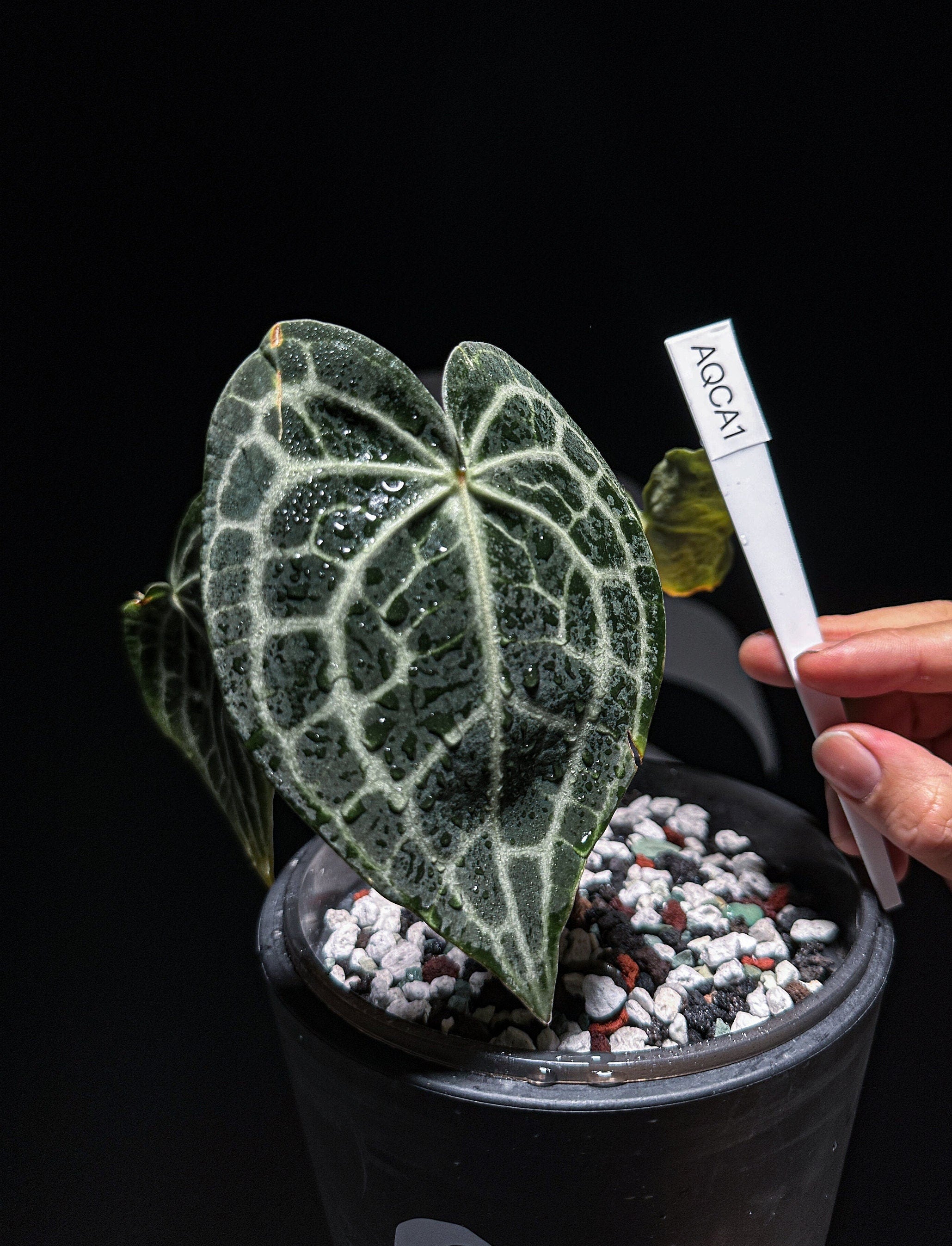 anthurium clarinervium queen Anthurium Queen of Clarinervium Clone