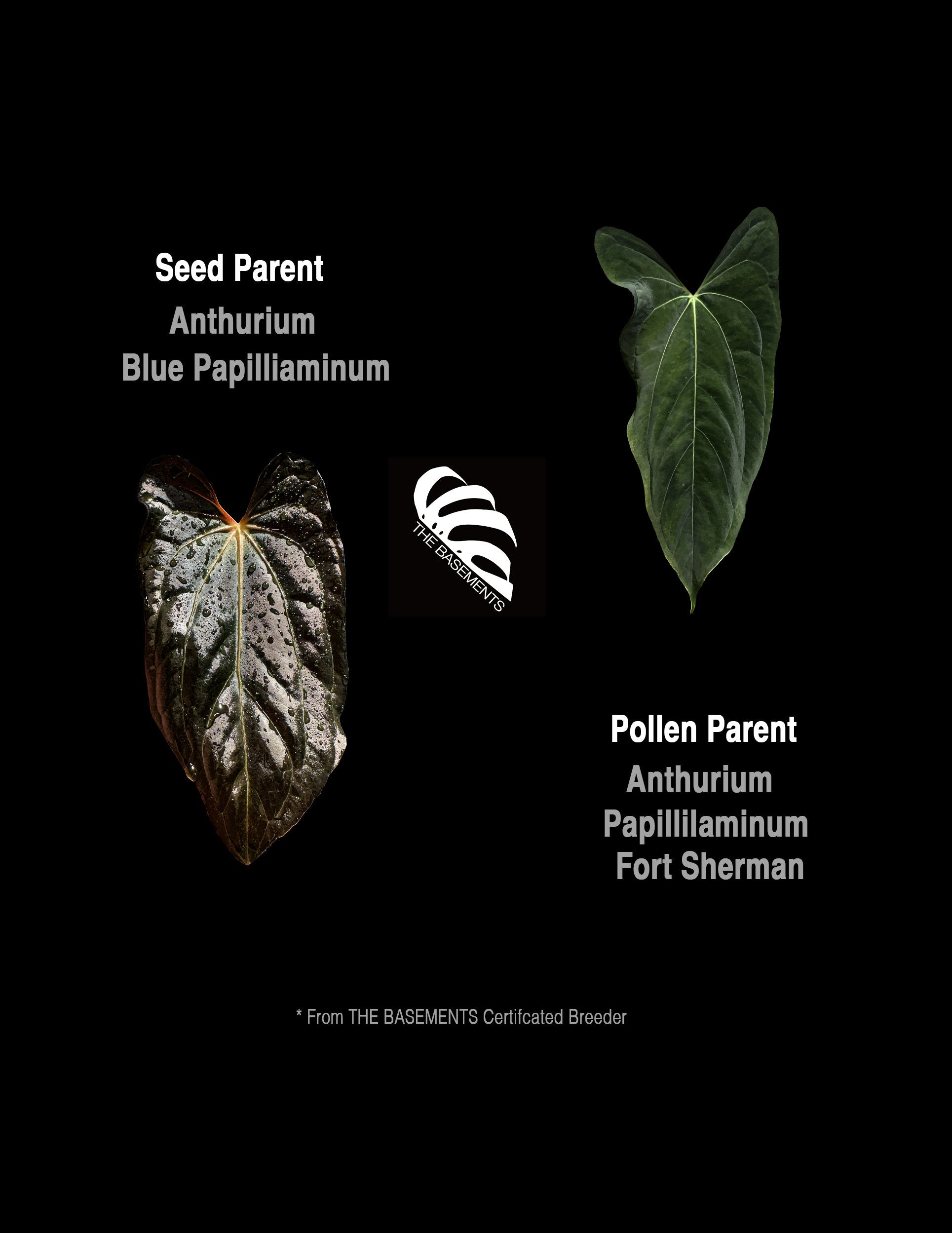 anthurium pap Anthurium Blue Papilliaminum OG x Papilliaminum FS Seedings