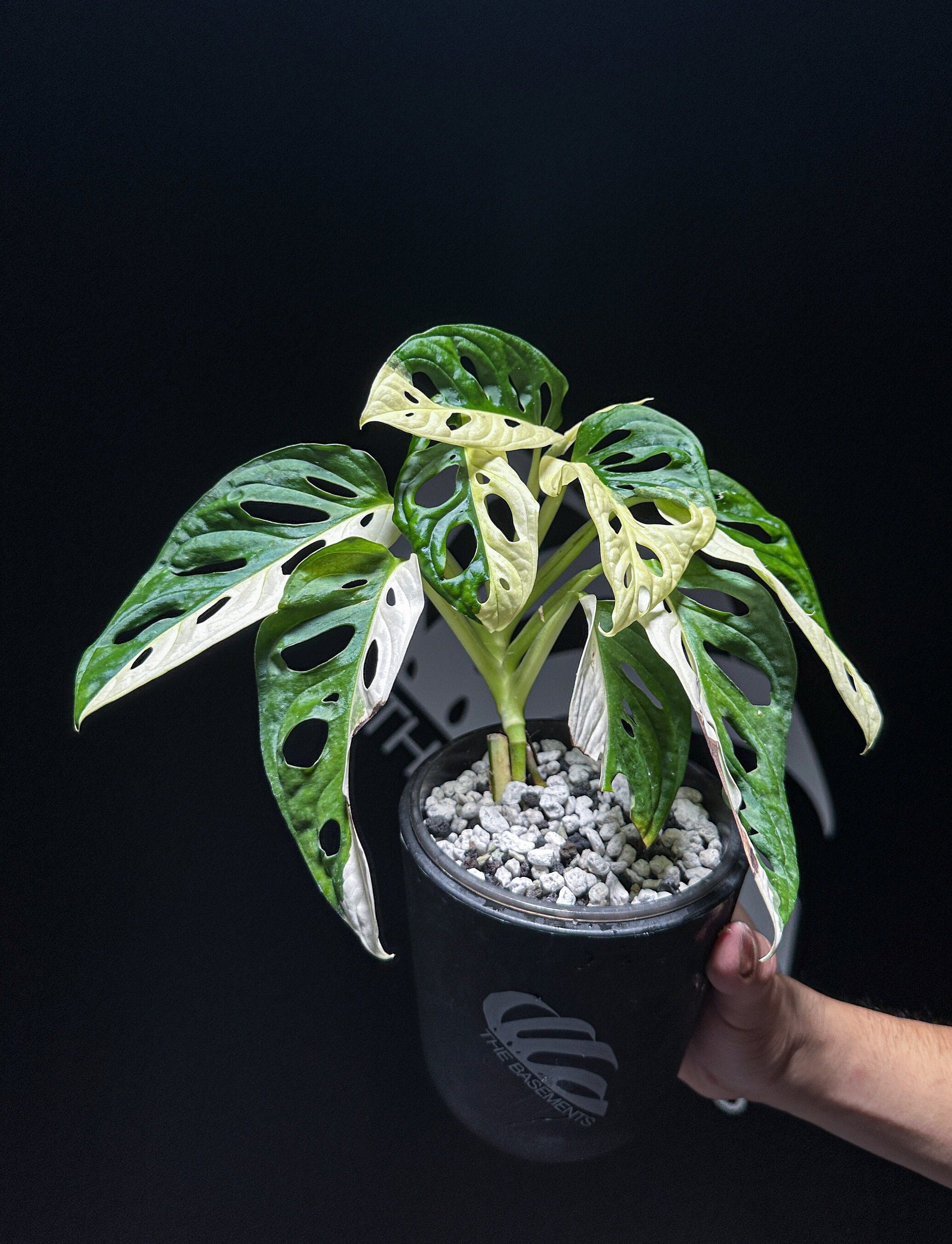 albo monstera Monstera Adansonii Albo