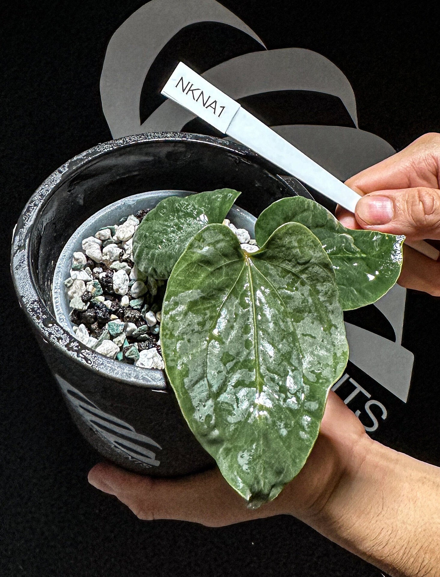 anthurium kunayalense Anthurium Kunayalense