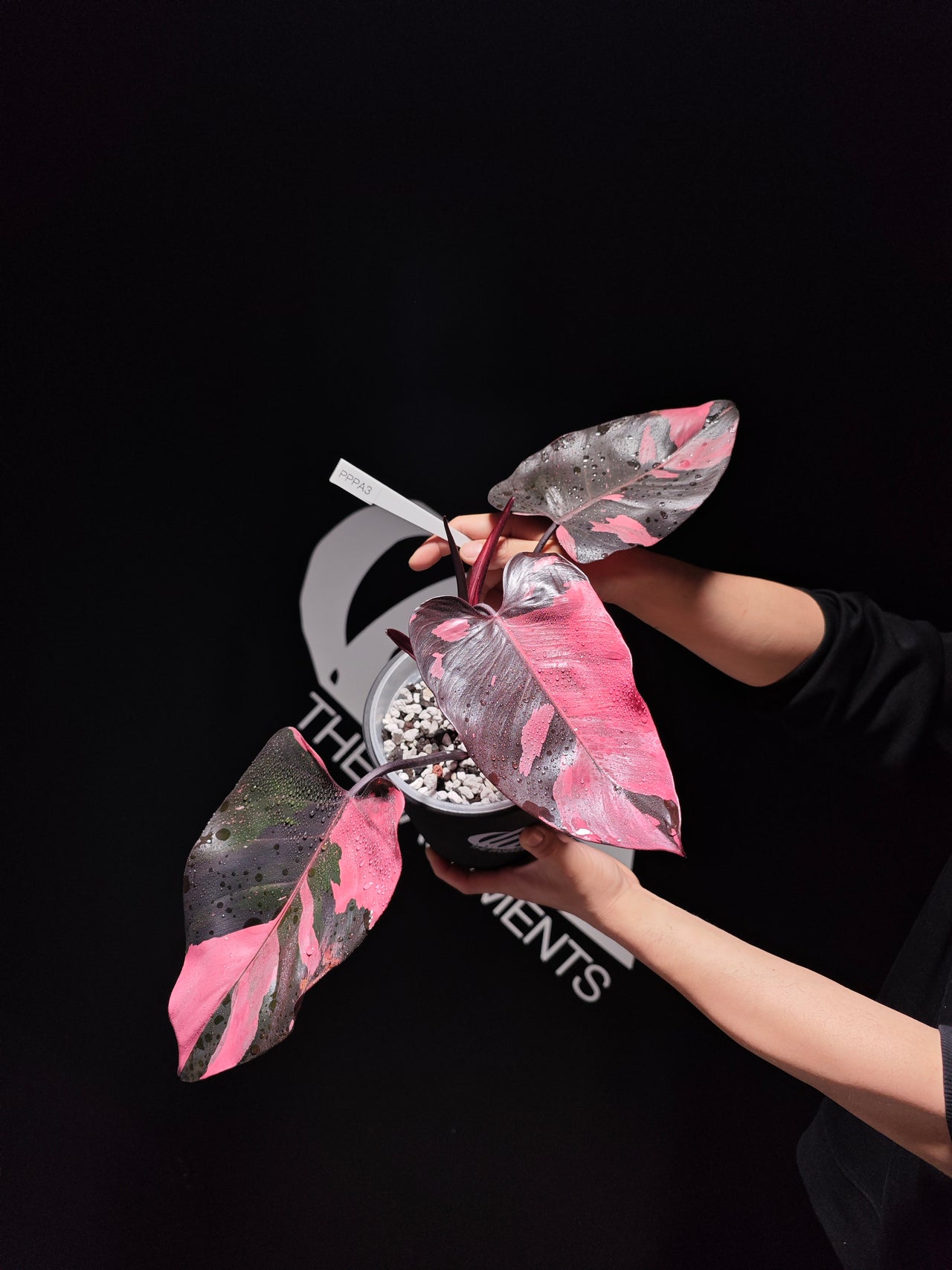 Philodendron Pink Princess Marble King - thebasements.us