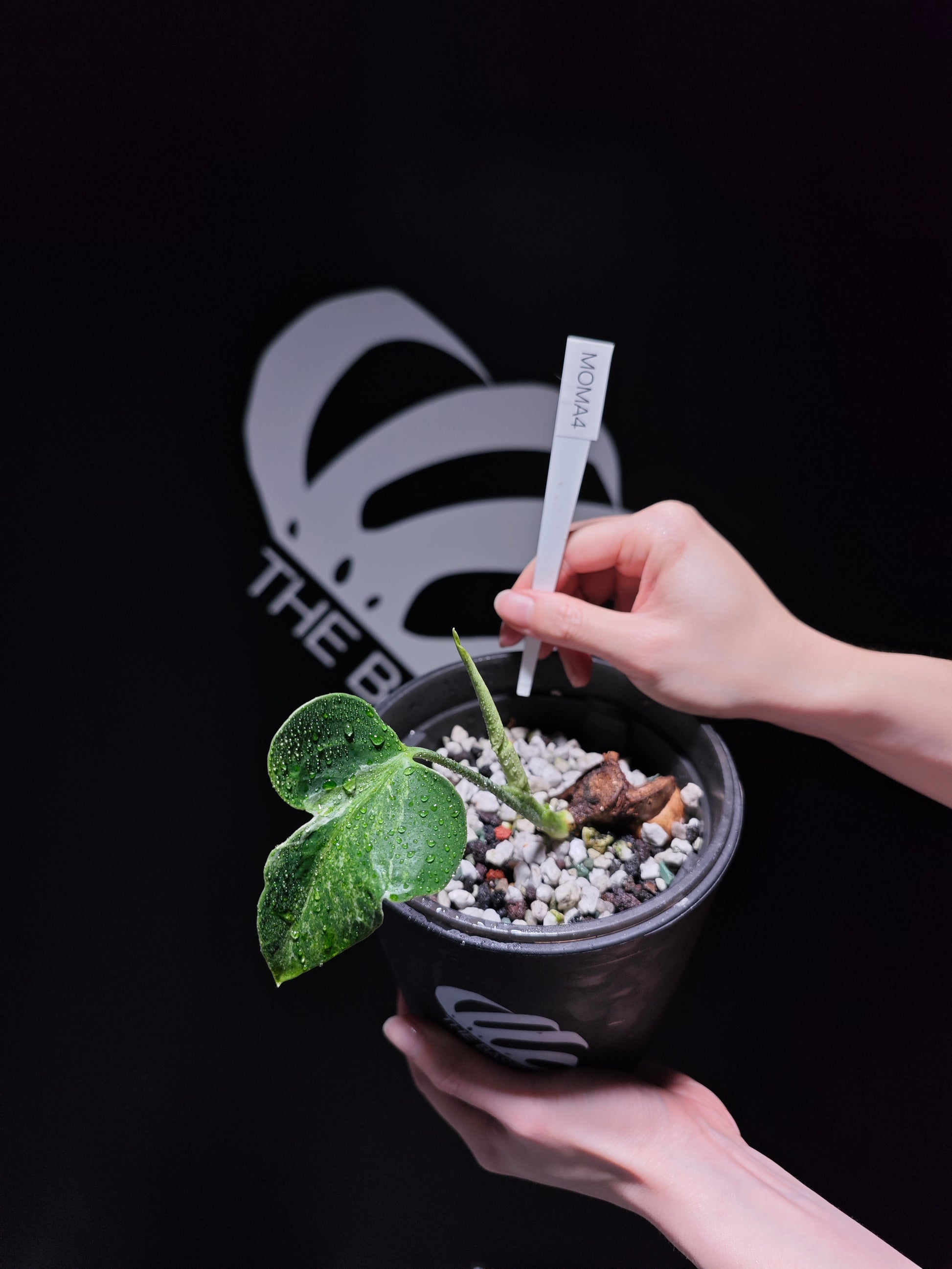 Monstera Deliciosa Ocean Mint - thebasements.us