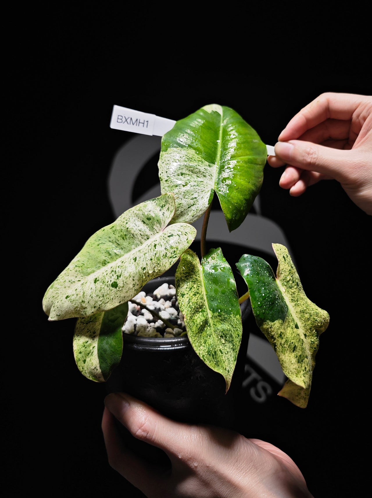 Philodendron Burle Marx Mint - thebasements.us