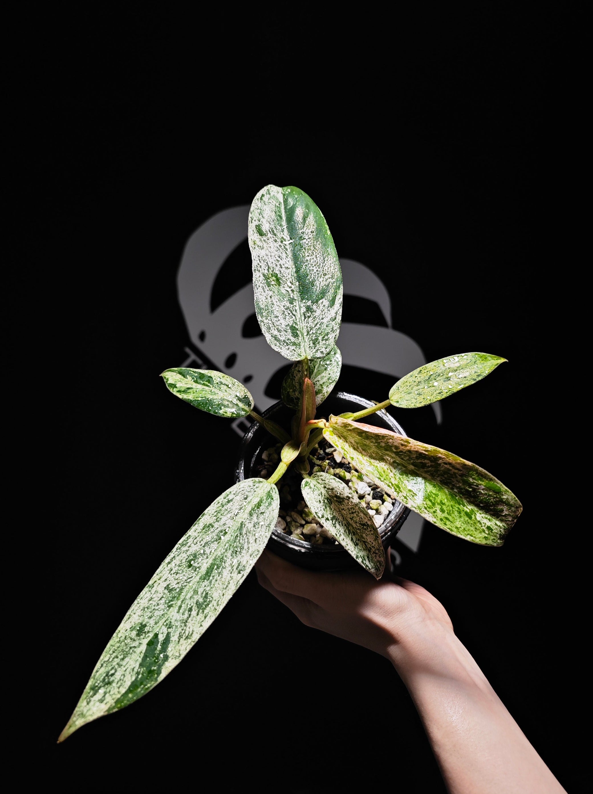 philodendron whipple way Philodendron Whipple Way Mint