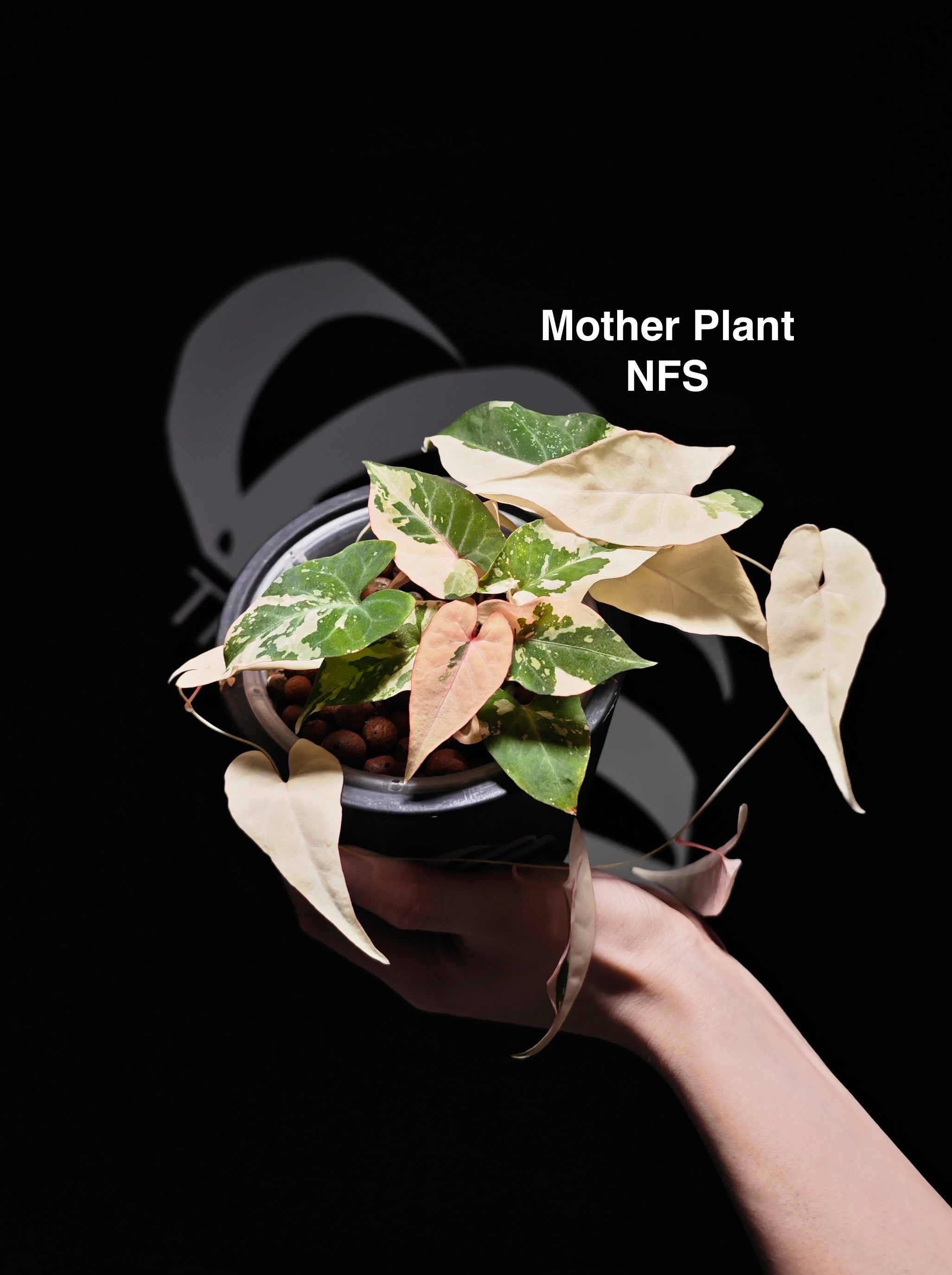 Fallopia Multiflora Variegated - thebasements.com