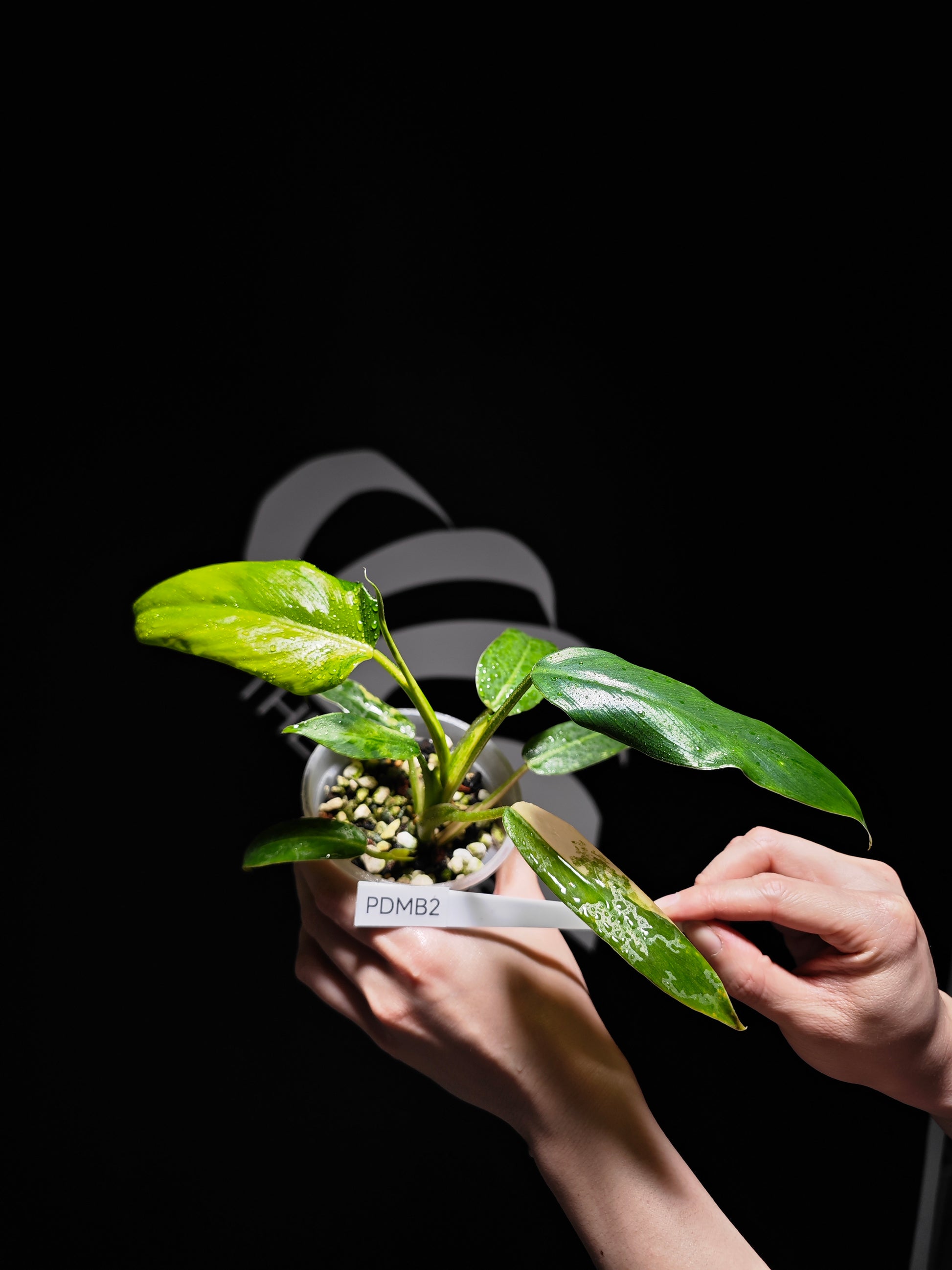 Philodendron Domesticum variegated - thebasements.us