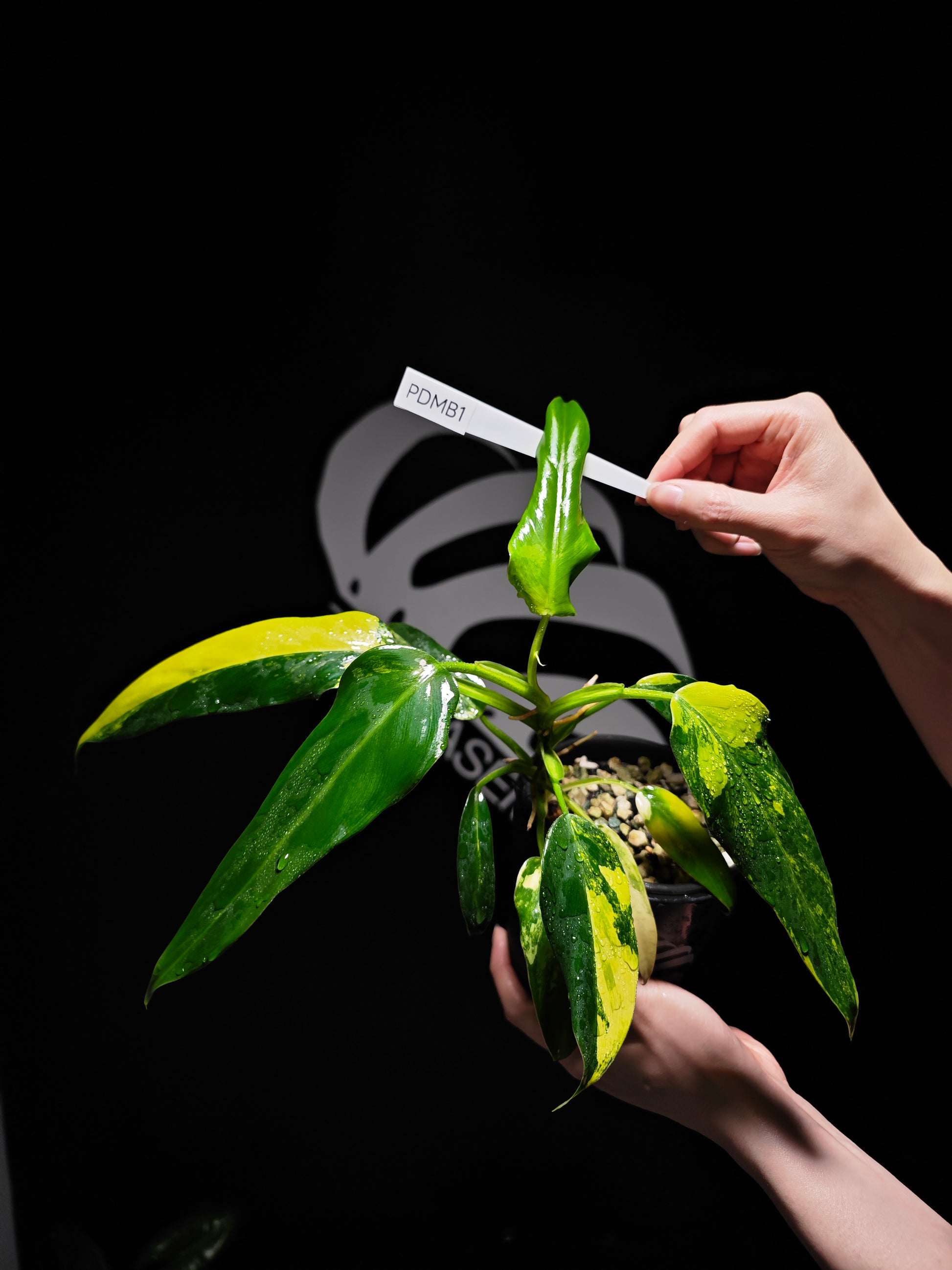 Philodendron Domesticum variegated - thebasements.us