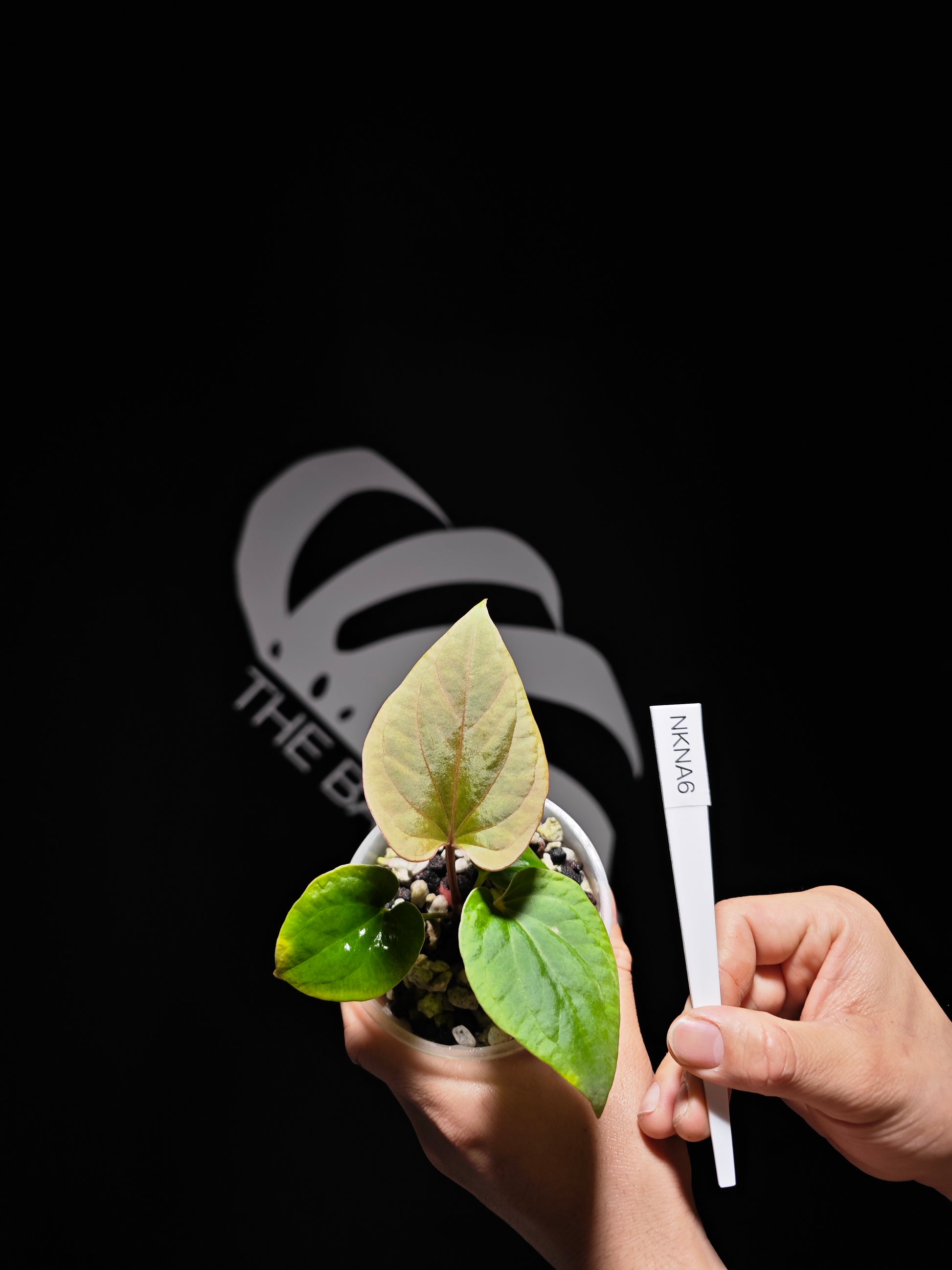 anthurium kunayalense Anthurium Kunayalense