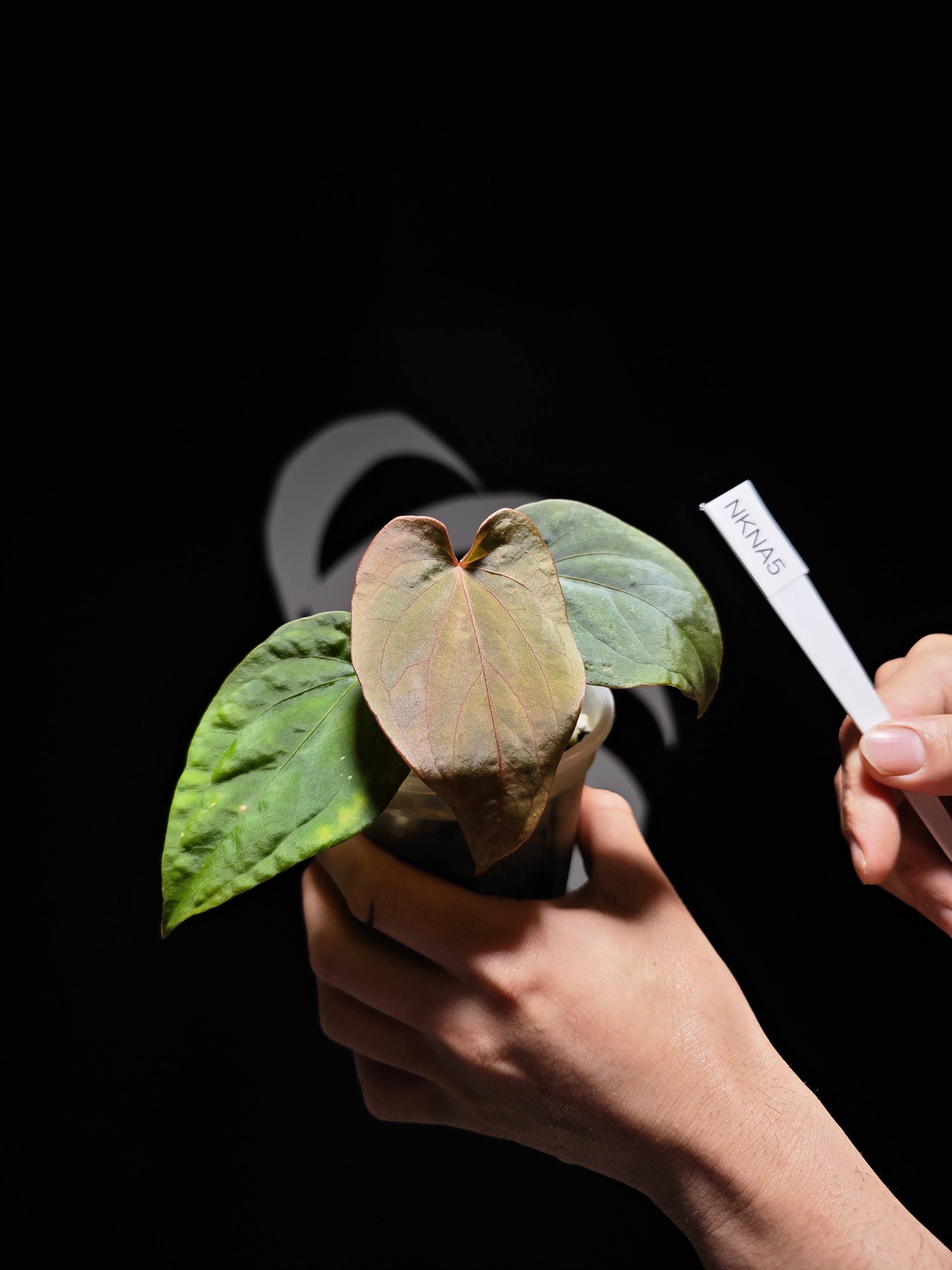Anthurium Kunayalense - thebasements.us