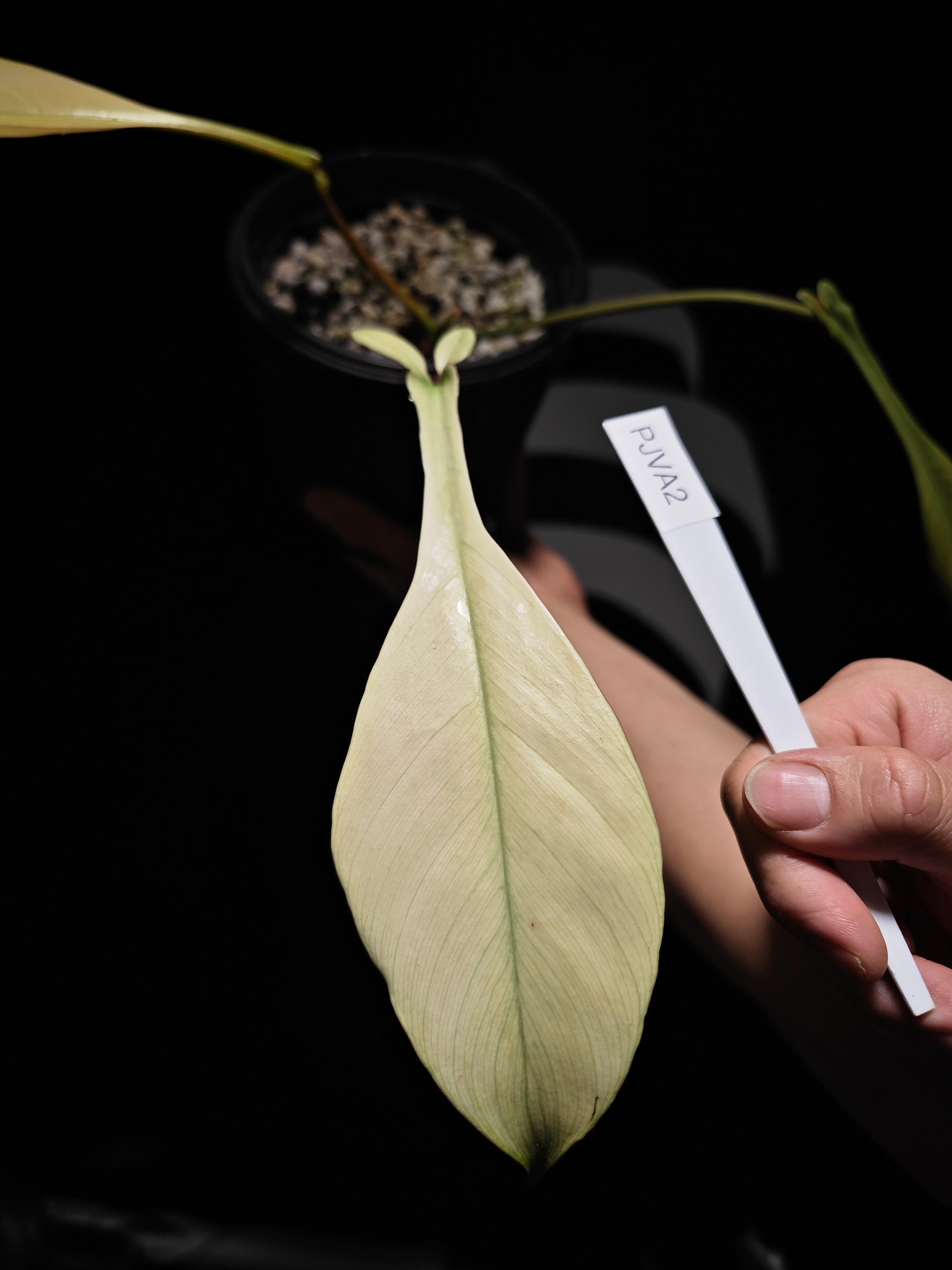 Philodendron Joepii Variegated - thebasements.us