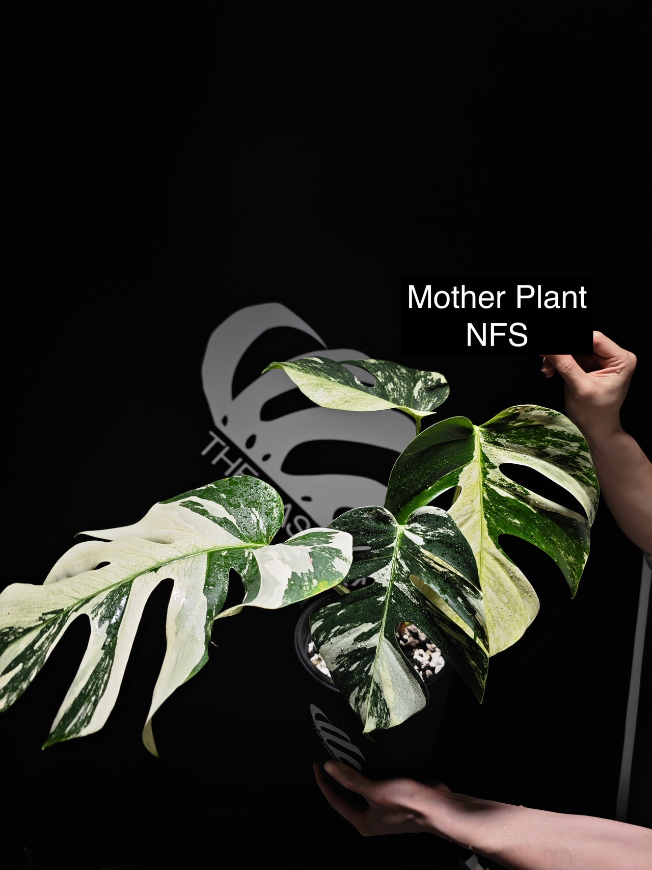 Monstera NOID Jungle Mint
