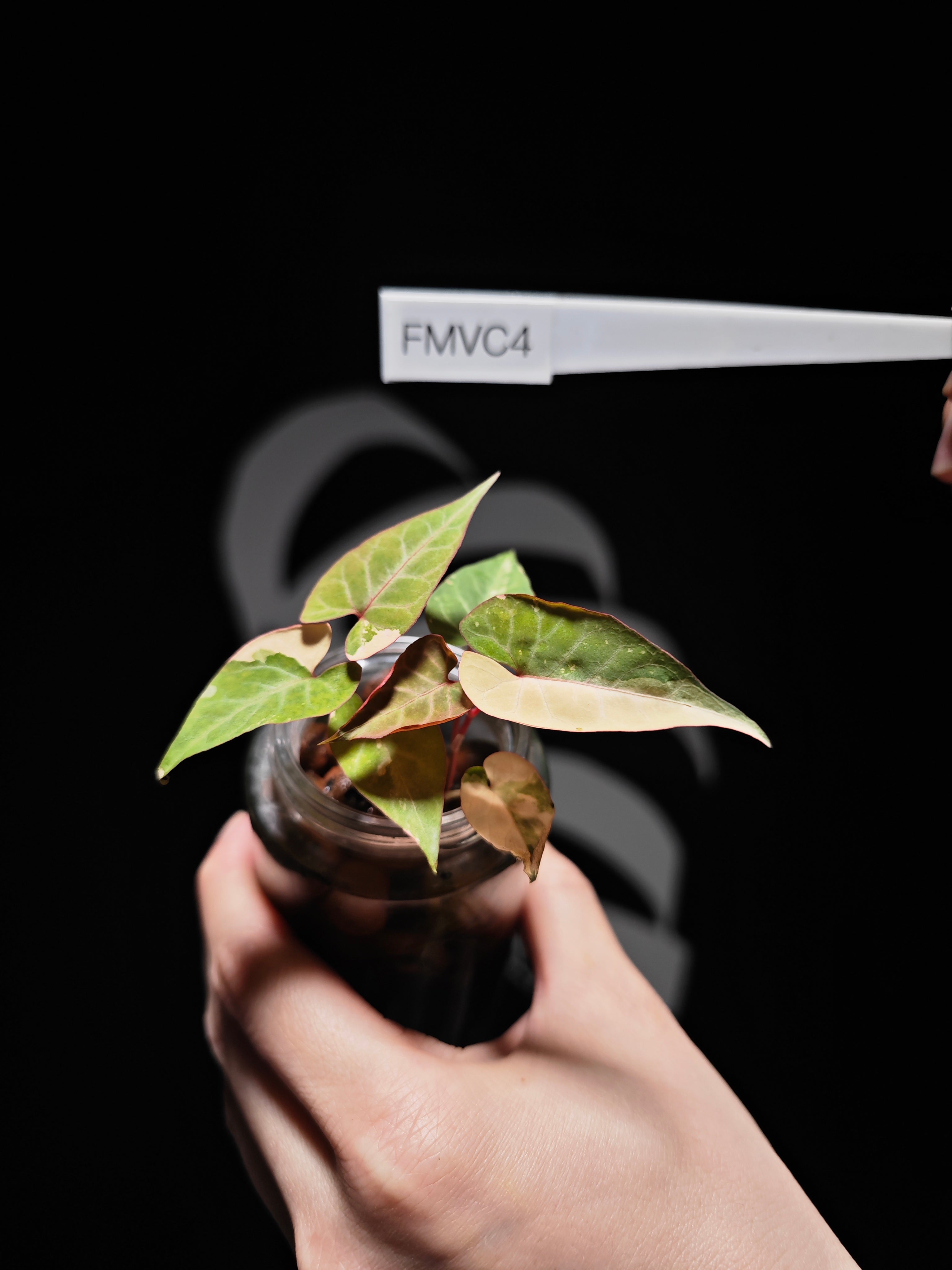 Fallopia Multiflora Variegated - thebasements.com