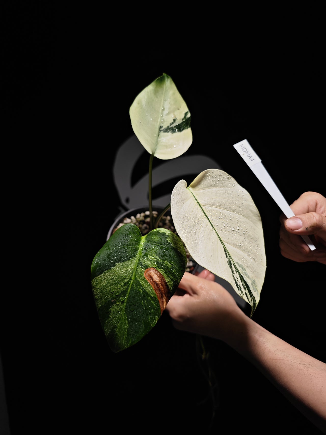 Monstera Deliciosa Mint - thebasements.us