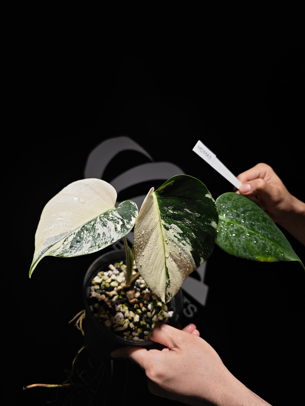 Monstera Deliciosa Mint - thebasements.us