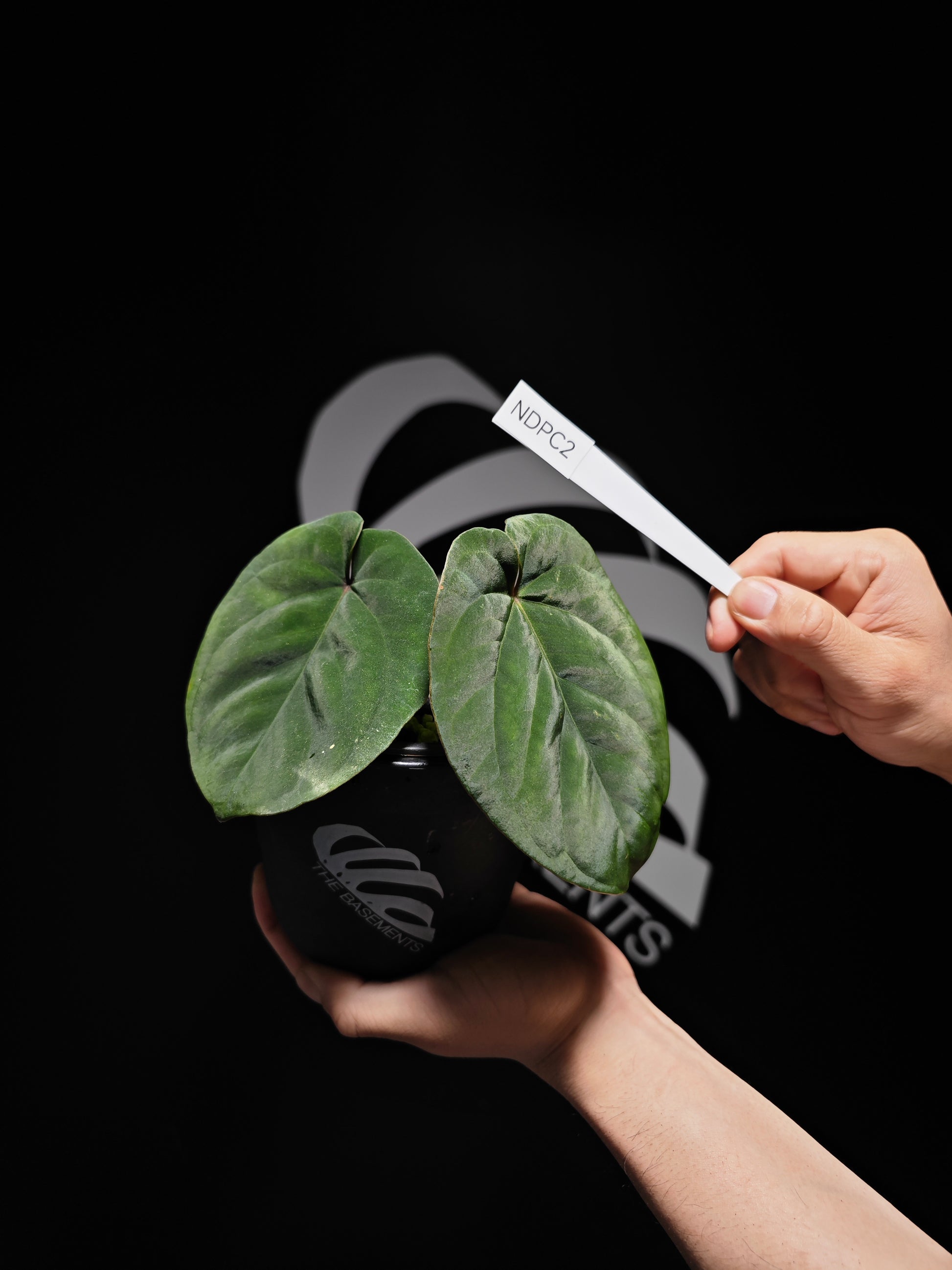 Anthurium Dressleri Panama Dark From - thebasements.us