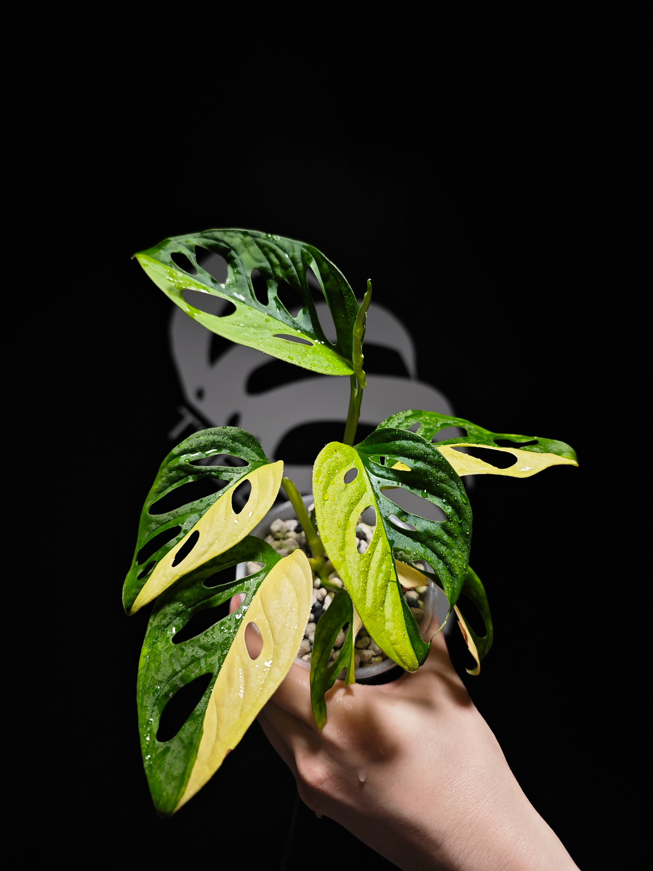 monstera adansonii aurea care Monstera Adansonii Aurea