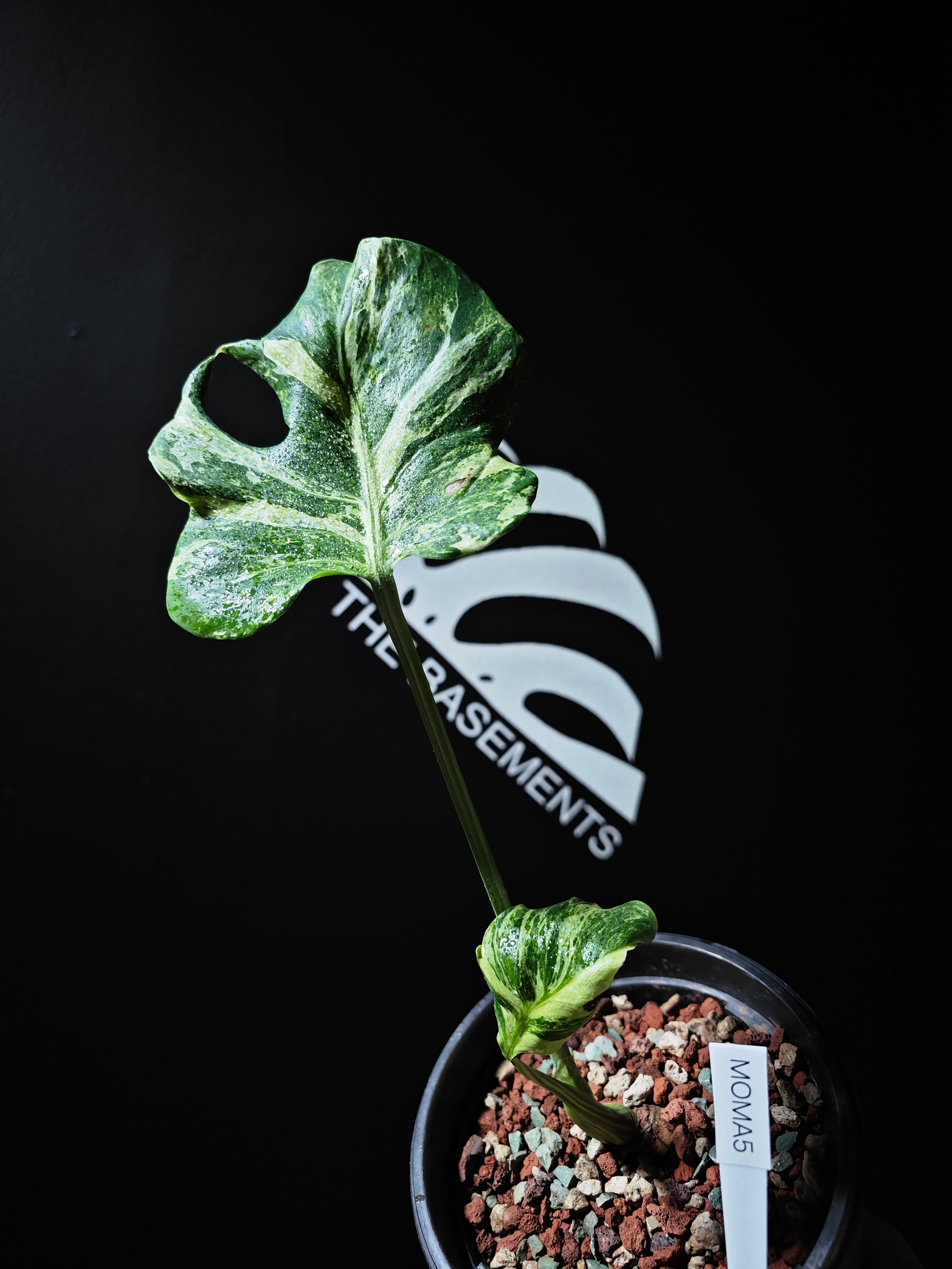 Monstera Deliciosa Ocean Mint - thebasements.us