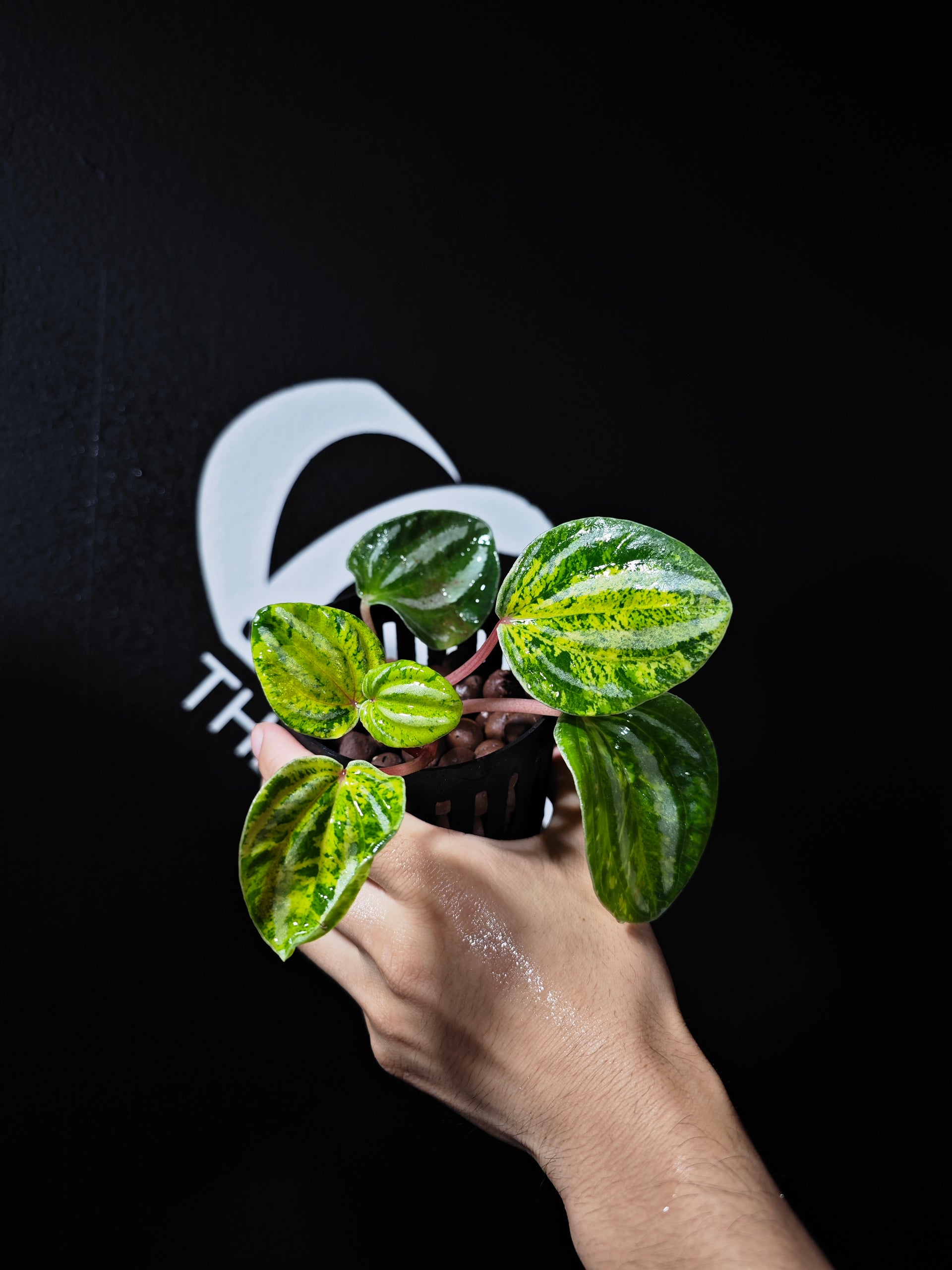 Peperomia Watermelon Variegated