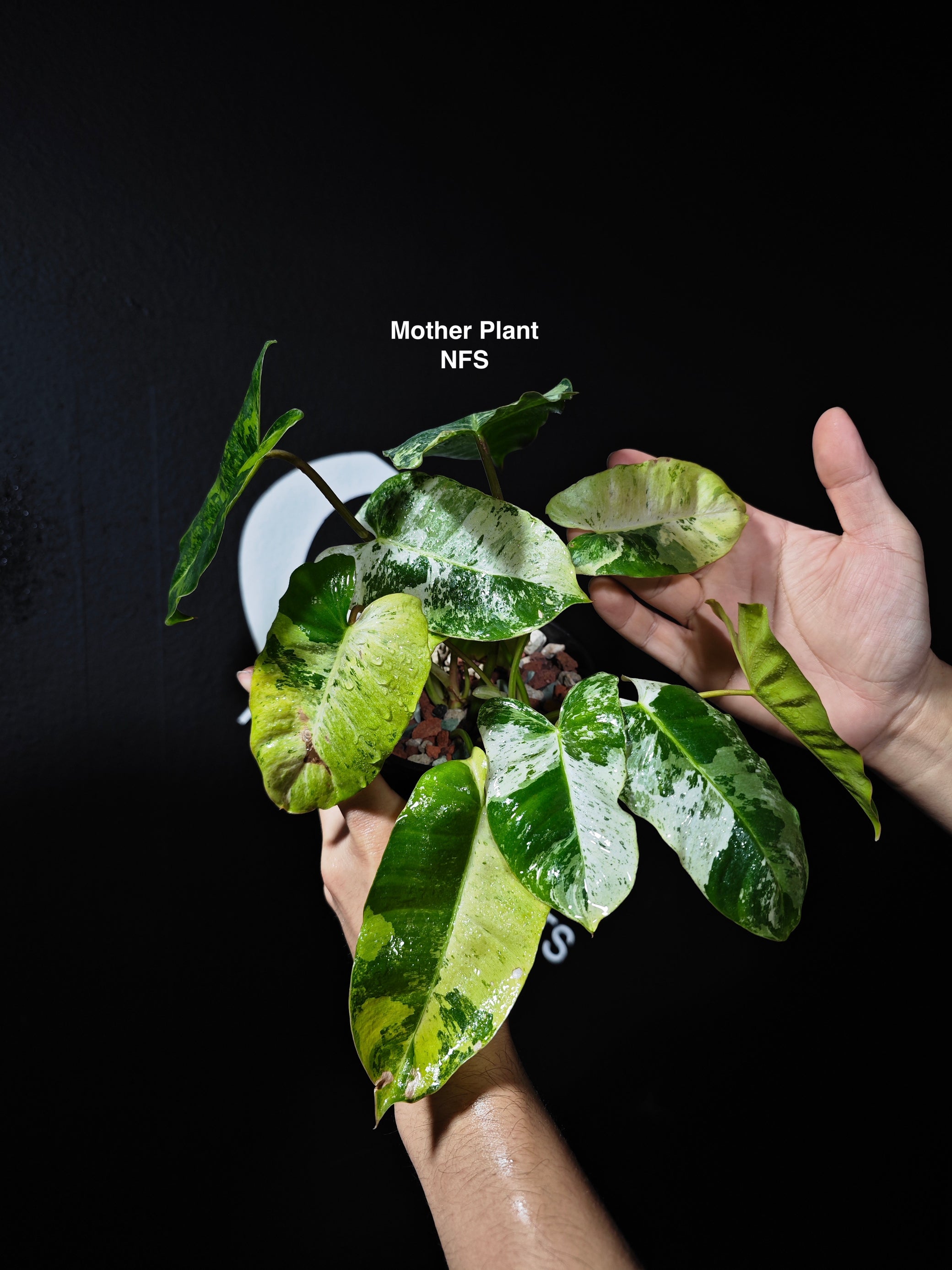 philodendron snow white Philodendron Burle Marx White Snow
