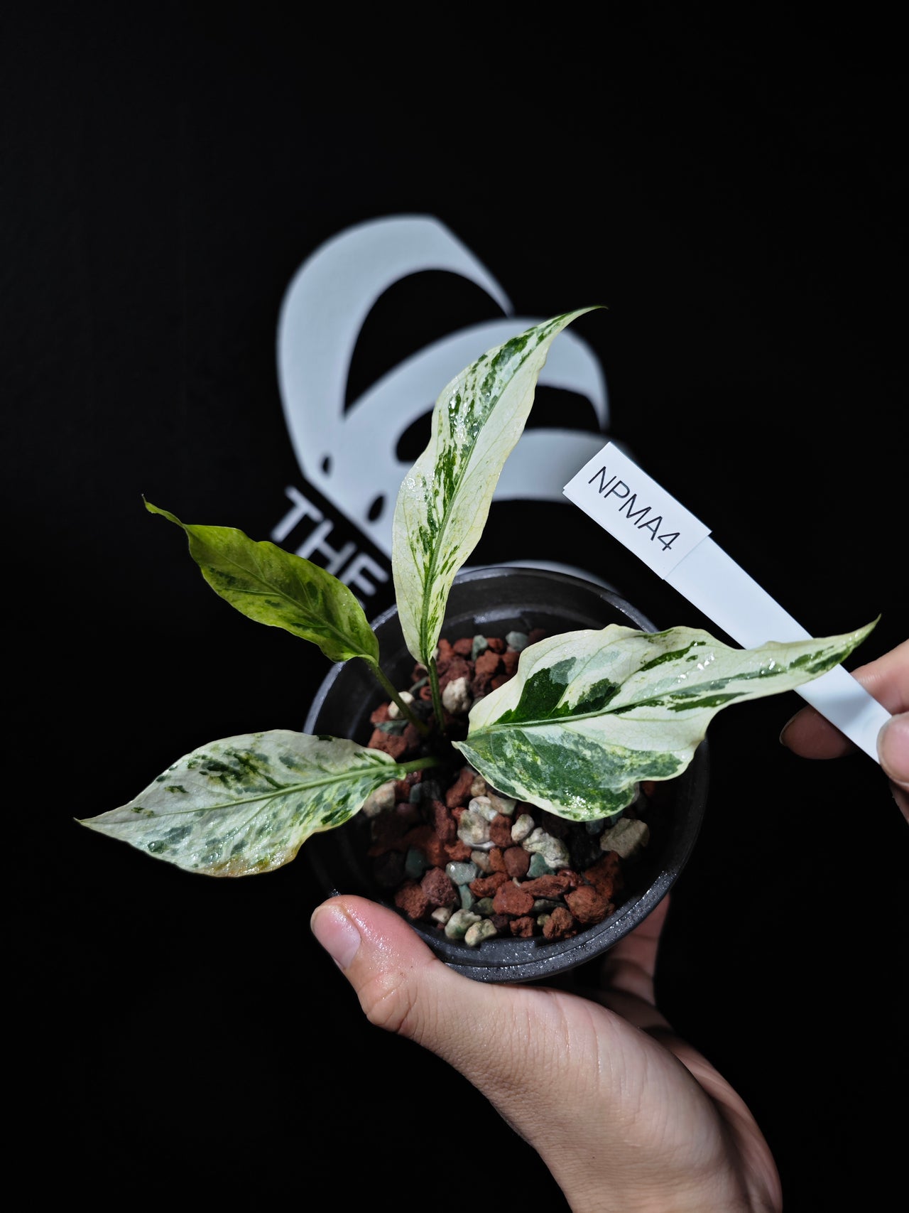 Anthurium Plowmanii Mint - thebasements.us