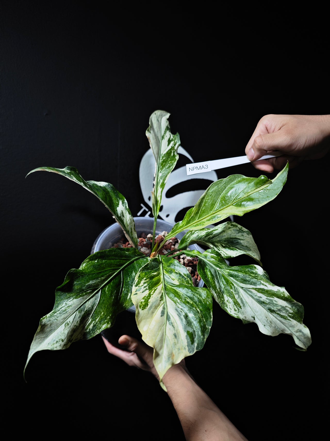 Anthurium Plowmanii Mint - thebasements.us