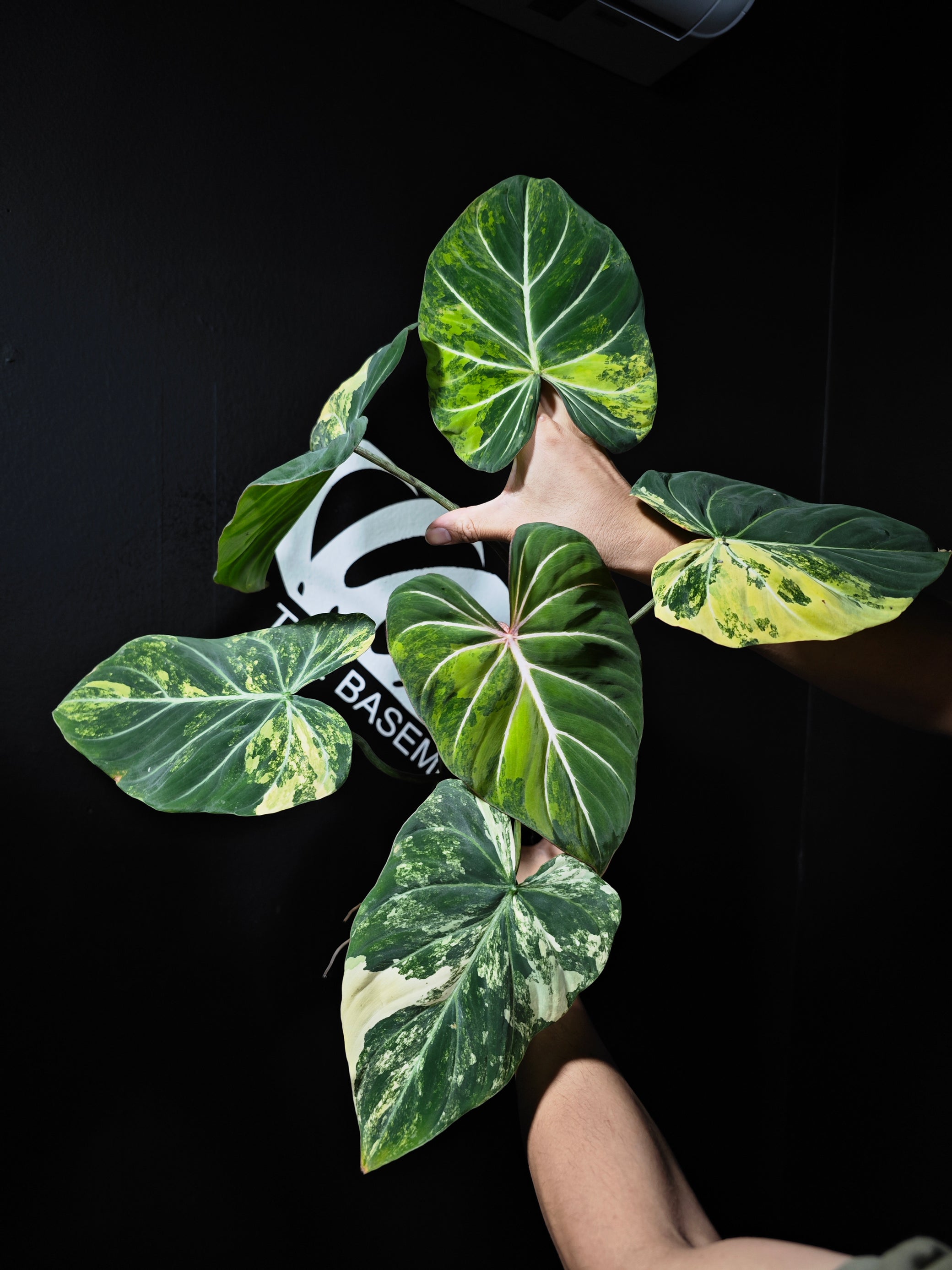 philodendron prem pgh Philodendron Gloriousum Variegated
