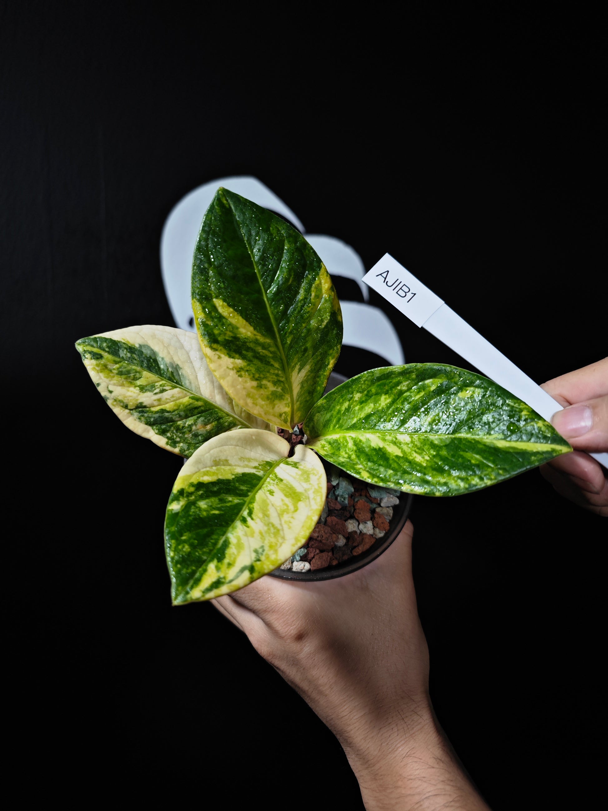 Anthurium Jermanii Variegated - thebasements.us